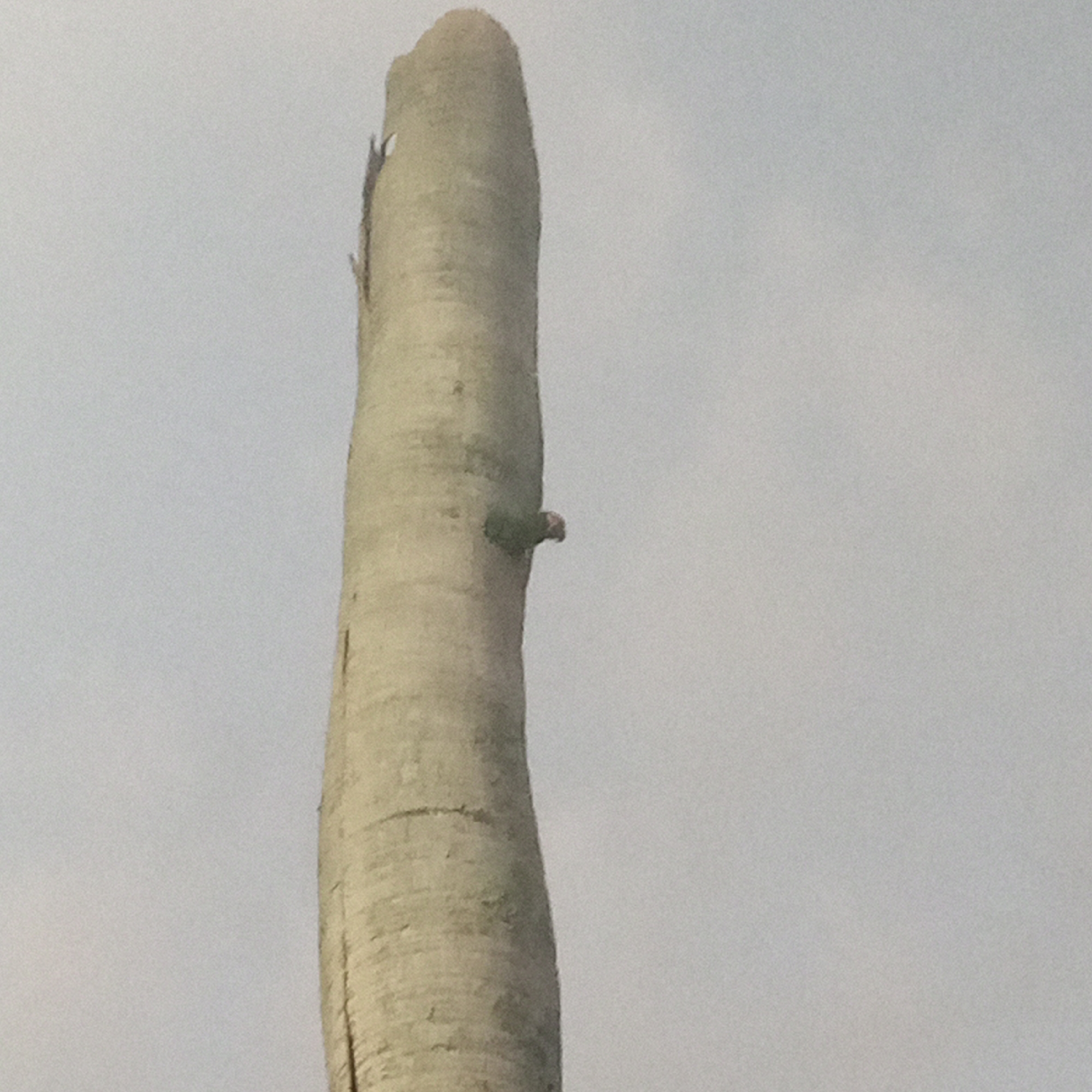 A tall, smooth-barked tree trunk stands against a backdrop of gray sky. A green parrot with a reddish head is perched in a hole in the tree trunk. The location is El Limón, Venezuela.