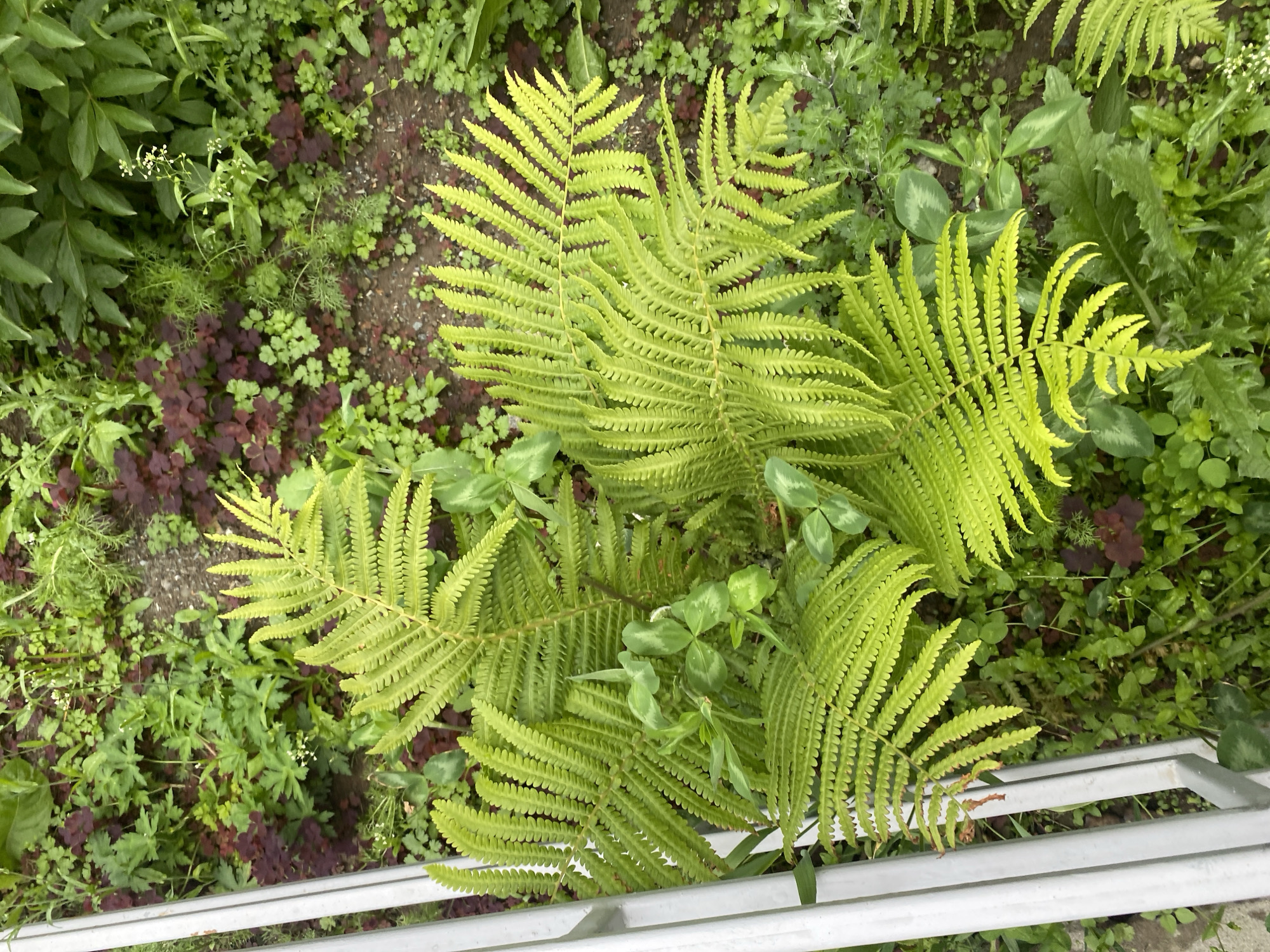 This image depicts a close-up, overhead view of lush green ferns and other foliage growing in a garden bed. A portion of a white metal fence is visible on the left side of the frame. The ground is covered with a mix of green leaves, some with purplish undersides, and patches of dark soil. The ferns are the dominant subject, with their feathery fronds creating a dense canopy. The scene appears to be a naturalistic planting, likely in a residential or public garden. The image does not contain any people or discernible actions. The setting is consistent with a temperate climate, and the presence of ferns suggests a location that can support such vegetation. Given the description of Yuzhno-Sakhalinsk, Russia, this would be a typical garden scene in that region during the growing season.