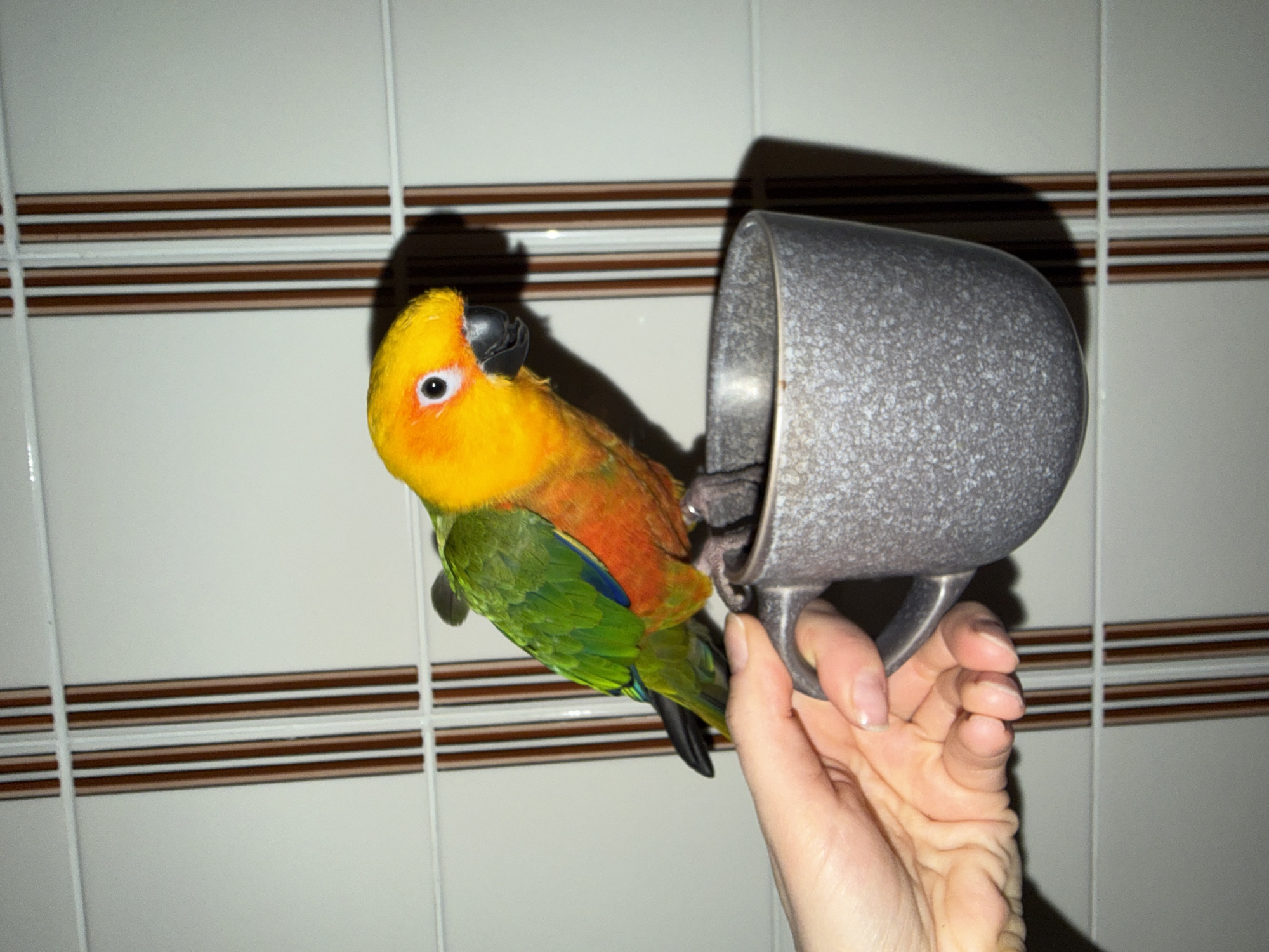 A sun parakeet is perched on the handle of a gray, speckled mug held by a pale-skinned hand. The bird has a bright yellow head, orange and red feathers on its back, and green wings. The mug is held against a tiled wall with horizontal brown stripes. The image appears to be taken indoors. There is no evidence in the image to support the location being Khimki, Russia.