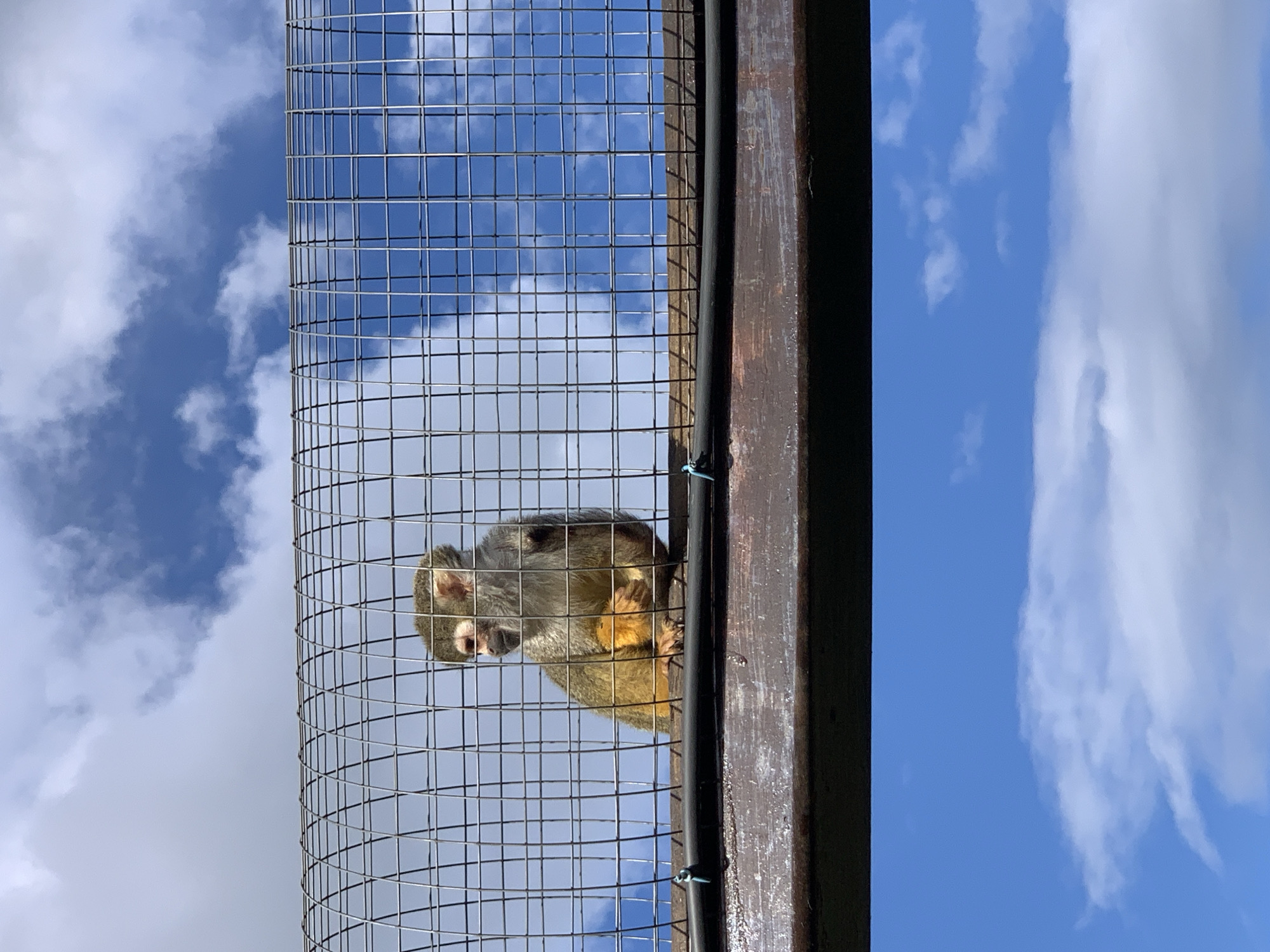 A squirrel monkey is in a cage on a wooden platform, with a blue sky and clouds in the background. The monkey is sitting and looking to the left. The cage is made of wire mesh.