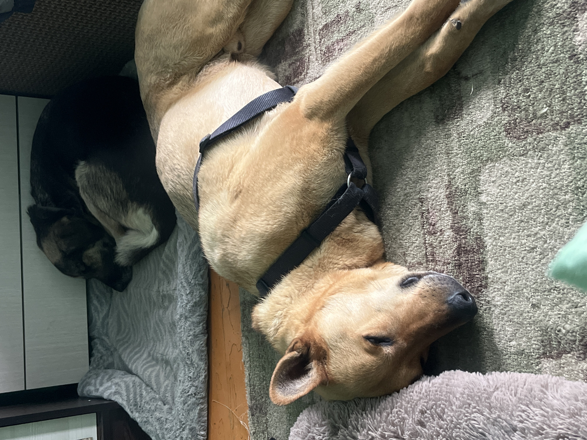 Two dogs are sleeping indoors. One dog is tan with a black harness, sprawled on a patterned rug. The other dog is black and tan, curled up on a grey dog bed next to a cabinet. The location is unknown and cannot be determined from the image.