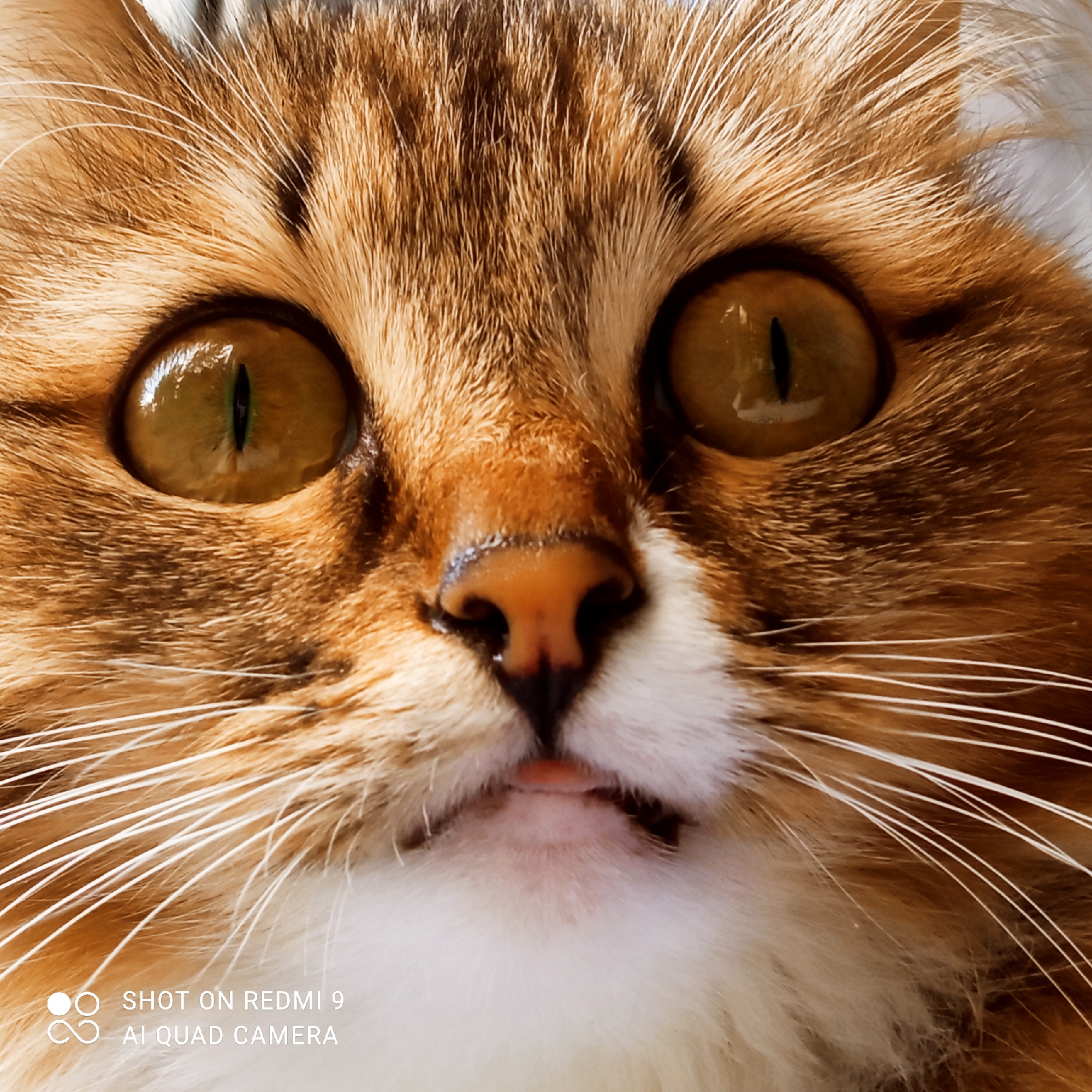 This is a close-up, eye-level, full-frame photograph of a cat's face. The cat has striking amber eyes with vertical black pupils, surrounded by light brown and darker brown fur. White fur is visible around its mouth and nose, with long, white whiskers fanning out from its cheeks. The cat's nose is a dark brown color. The lighting appears to be bright and direct, possibly from a flash or natural sunlight, creating reflections in the cat's eyes. The background is out of focus and appears to be a light, neutral color, suggesting the photo was taken indoors. There is no discernible activity or event taking place; the cat is stationary and looking directly at the camera. The image is watermarked with "SHOT ON REDMI 9" and "AI QUAD CAMERA" in the bottom left corner. The location context provided is Chaikovsky, Russia.