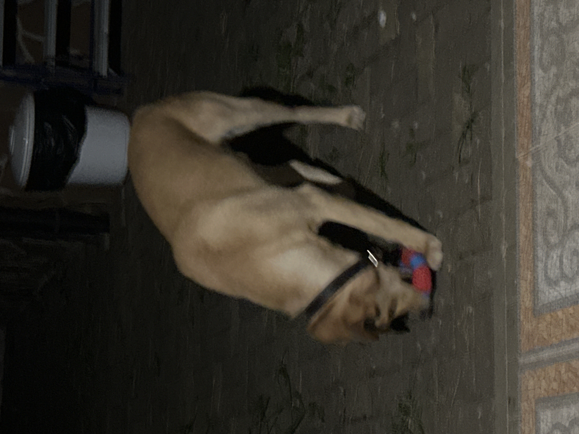 A medium-sized, light brown dog with a black collar is playing with a red and blue toy on a paved surface at night. The dog is in focus, with its head lowered to the toy. In the background, a white trash can with a black liner and a metal rack are visible. The ground appears to be a mixture of stone pavers and dirt, with some vegetation. The overall lighting suggests it is nighttime. There are no people in the image. The setting does not provide enough information to determine a specific location within the city of Sochi, Russia.