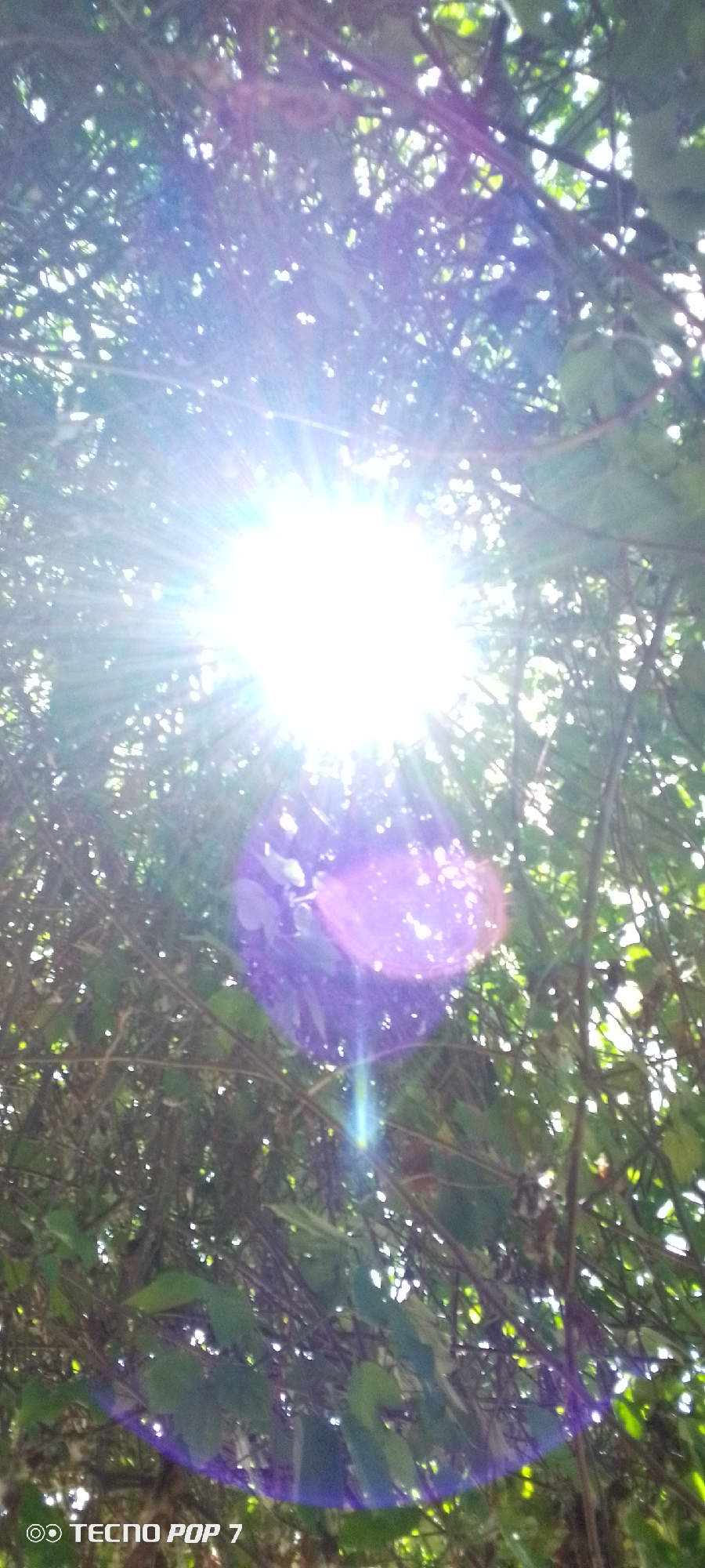 A wide-angle shot captures the sun shining intensely through the canopy of trees. The sun's rays create a bright, starburst effect, overwhelming the center of the image and casting light and lens flare across the scene. The foliage, composed of dense green leaves and dark branches, creates a dappled effect as the sunlight filters through. The overall impression is one of a bright, sunny day in a natural environment. The bottom left corner of the image contains a watermark that reads "TECNO POP 7". The location is identified as Altagracia, Venezuela.