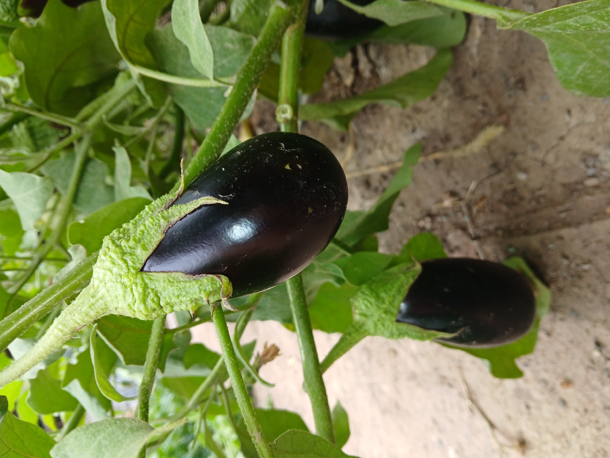 A close-up, eye-level shot captures two ripe eggplants on a plant in the city of Коктал, Kazakhstan. The primary eggplant, in sharp focus, hangs from a green stem with a textured green calyx. It is dark purple, smooth, and glossy, with a slight reflection of light on its surface. Below and slightly to the left, a second, less distinct eggplant is visible, also dark purple and attached to a stem. The surrounding environment consists of green leaves and branches of the eggplant plant, with a sandy, dry ground visible in the blurred background. The overall lighting is natural daylight, casting soft shadows.