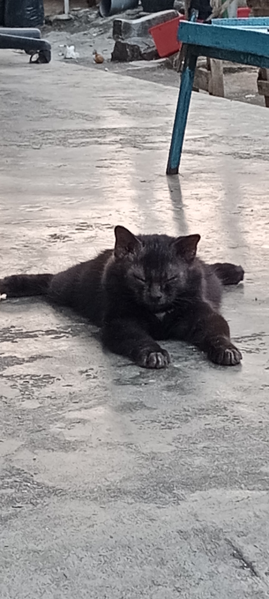 A black cat is lying on a concrete surface. The cat's eyes are closed and its body is stretched out. The concrete surface appears to be wet or reflective, with some debris and textures visible. In the background, there are various objects, including what looks like construction materials, a red bucket, and part of a blue structure. The overall scene suggests an outdoor environment. The image is believed to have been taken in Tanjung Pinang, Indonesia.