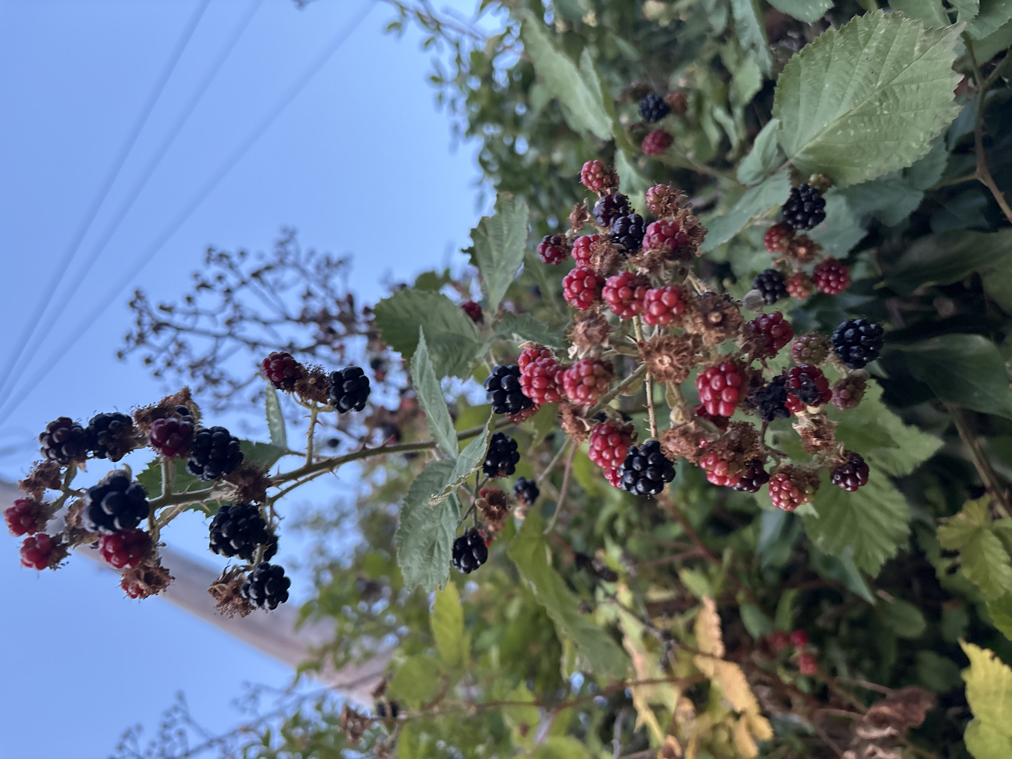 The image displays a close-up view of a blackberry bush laden with ripe and ripening berries against a clear blue sky. The blackberries are clustered on thorny stems, with some berries appearing dark purple-black and others in various stages of redness. Green leaves of the bush are visible, some in focus and others blurred in the background. A white, translucent sheet or netting is draped in the upper right portion of the image, casting faint diagonal lines across the sky. The setting appears to be outdoors, possibly in a garden or wild area. No people or specific structures are identifiable in the scene. The image composition suggests it was taken from a low angle, looking upwards. There is no information in the image to suggest a location in Chelmsford, United Kingdom.