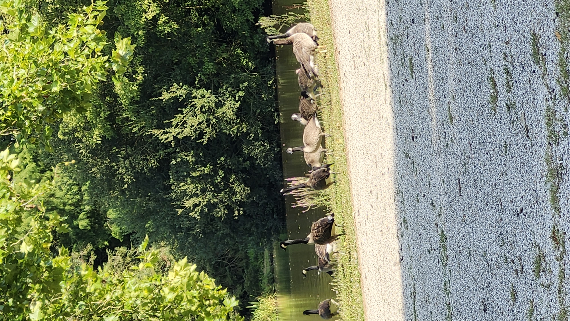 The image depicts a group of Canada geese standing on the grassy bank of a body of water, likely a canal, with lush green trees forming a dense backdrop. The foreground consists of a gravel path. The geese, varying in size and posture, are the primary subjects. Some are facing the water, while others are looking towards the viewer. The water is calm and reflects the greenery. The overall scene suggests a peaceful, natural setting within or near Stadskanaal, Netherlands.