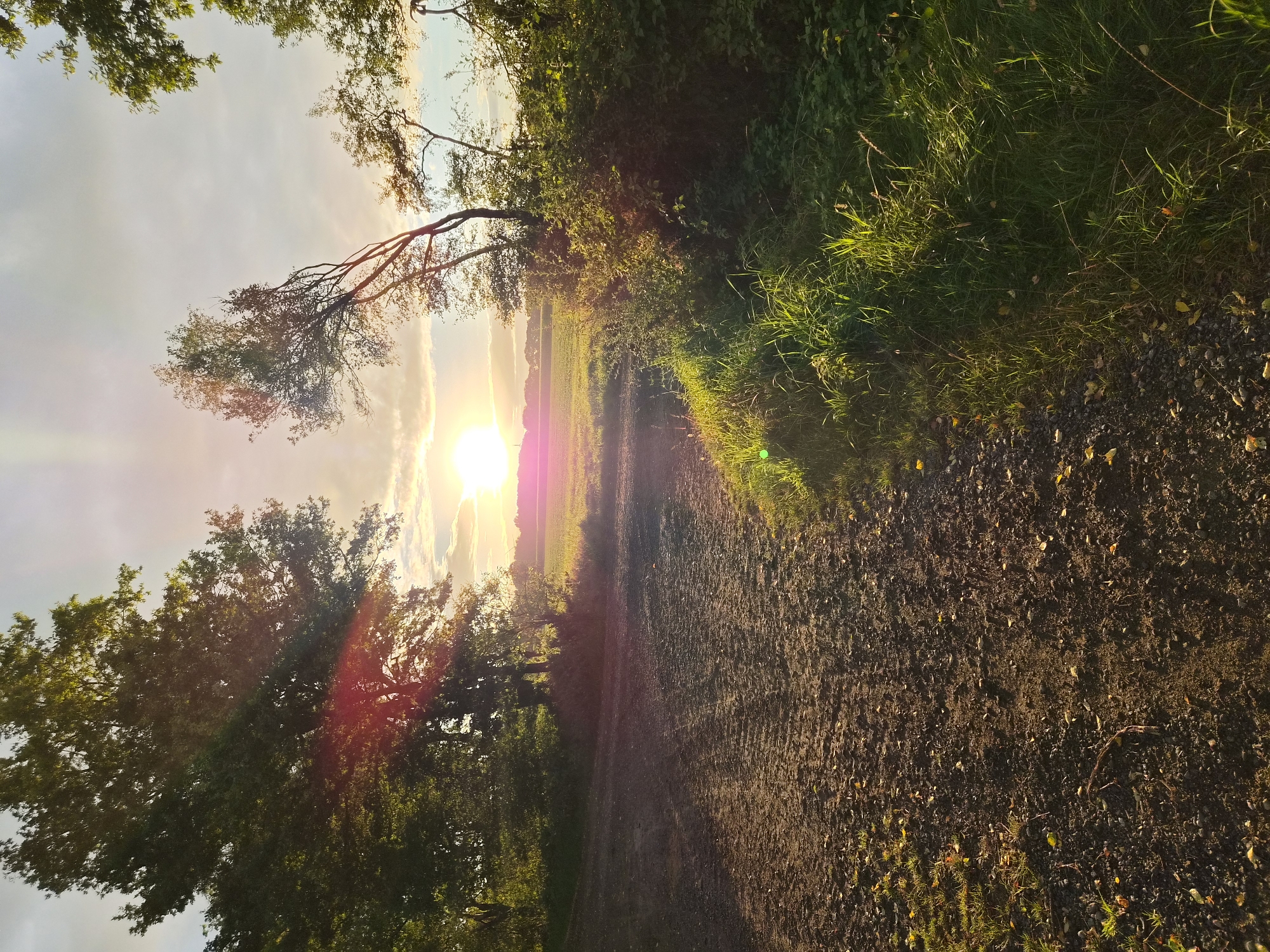 The image depicts an outdoor scene at sunset, likely in a rural area. In the foreground, a dirt path covered with small stones and scattered leaves leads into the scene. To the right of the path, tall green grass is illuminated by the low-lying sun, casting a warm glow. Behind the grass, there is a dense thicket of green bushes.
Further into the scene, the path appears to fork slightly. On the left, a large, mature tree with dense green foliage is prominent. A lens flare, characteristic of sunset photography, streaks across this tree, adding a bright pink and orange hue.
The background reveals a flat, open field, possibly agricultural land, bathed in the warm light of the setting sun. The horizon is lined with a distant row of trees or buildings. The sky above is a mix of pale blue and soft, wispy clouds, with the sun positioned centrally, emitting strong rays that extend outwards. The overall atmosphere is serene and natural, suggestive of a park, a countryside trail, or the outskirts of a residential area.
The location is identified as Schiffdorf, Germany. The scene captures a moment of natural beauty during the golden hour. There are no people or specific man-made structures visible within the frame, other than what might be a very distant horizon line. The focus is on the landscape and the atmospheric effects of the sunset.