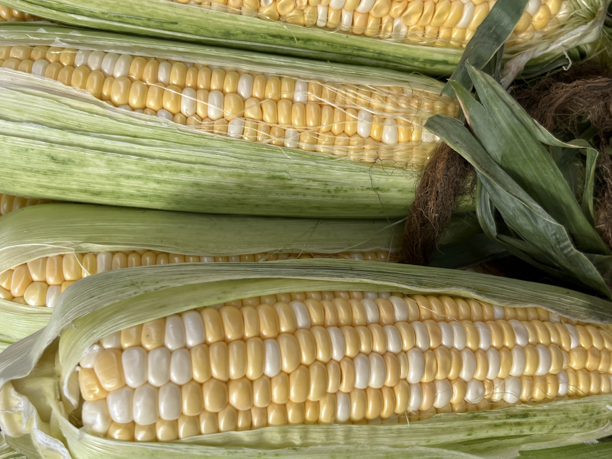 The image displays a close-up view of several ears of bi-colored corn (yellow and white kernels) still partially covered by their green husks. The corn is arranged together, suggesting they are likely at a market or farm stand. The texture of the husks and kernels is clearly visible, and some corn silk is also present. The lighting is natural and appears to be from above, casting soft shadows. The background is out of focus but seems to be a continuation of similar produce. There are no people or actions depicted. The scene does not contain any identifiable landmarks or elements that would indicate a specific location within Kyiv, Ukraine.