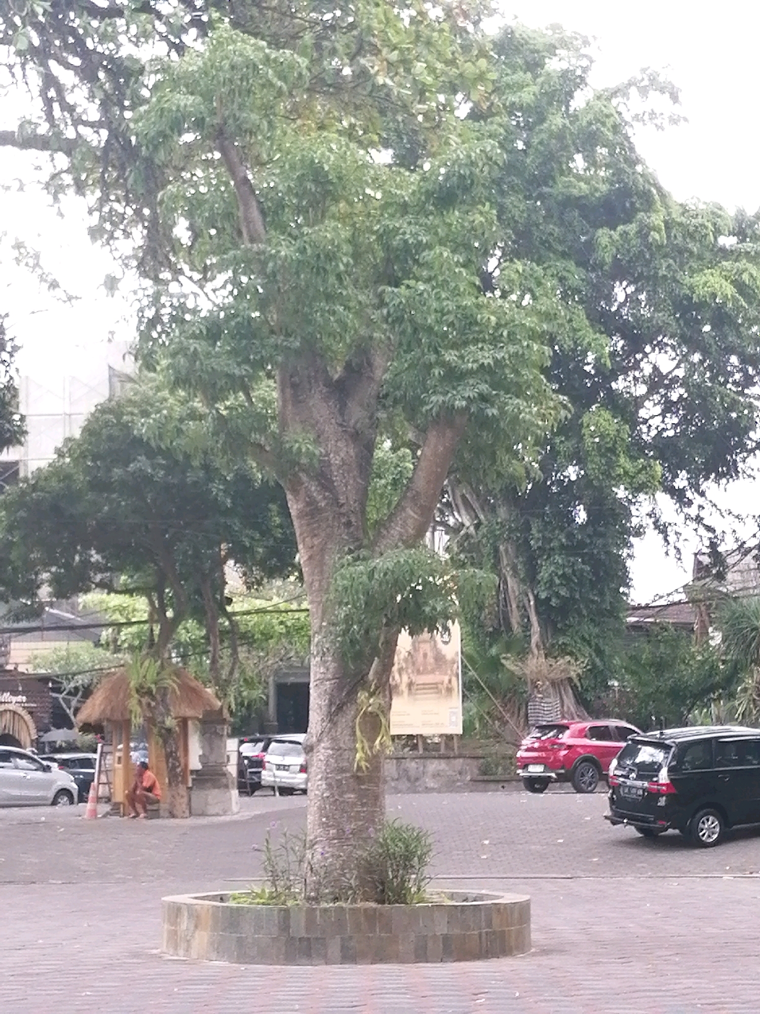 The image depicts an outdoor scene in the city of Ubud District, Indonesia, likely a public area or a roadside. A large, mature tree with a thick trunk and extensive foliage dominates the center of the frame. The ground is paved with interlocking bricks. In the foreground, a circular planter bed with a stone border is visible, containing some low-lying vegetation.
To the left of the large tree, a small, open-sided structure with a thatched roof stands. A person, wearing an orange shirt and dark shorts, is squatting near this structure, facing away from the camera. Several vehicles are parked in the background. These include a white sedan, a dark-colored SUV or minivan, and a red SUV. In the middle ground, there are other trees and some buildings, including a structure with a billboard or poster attached to it. The overall impression is of a moderately busy urban environment with significant natural elements.