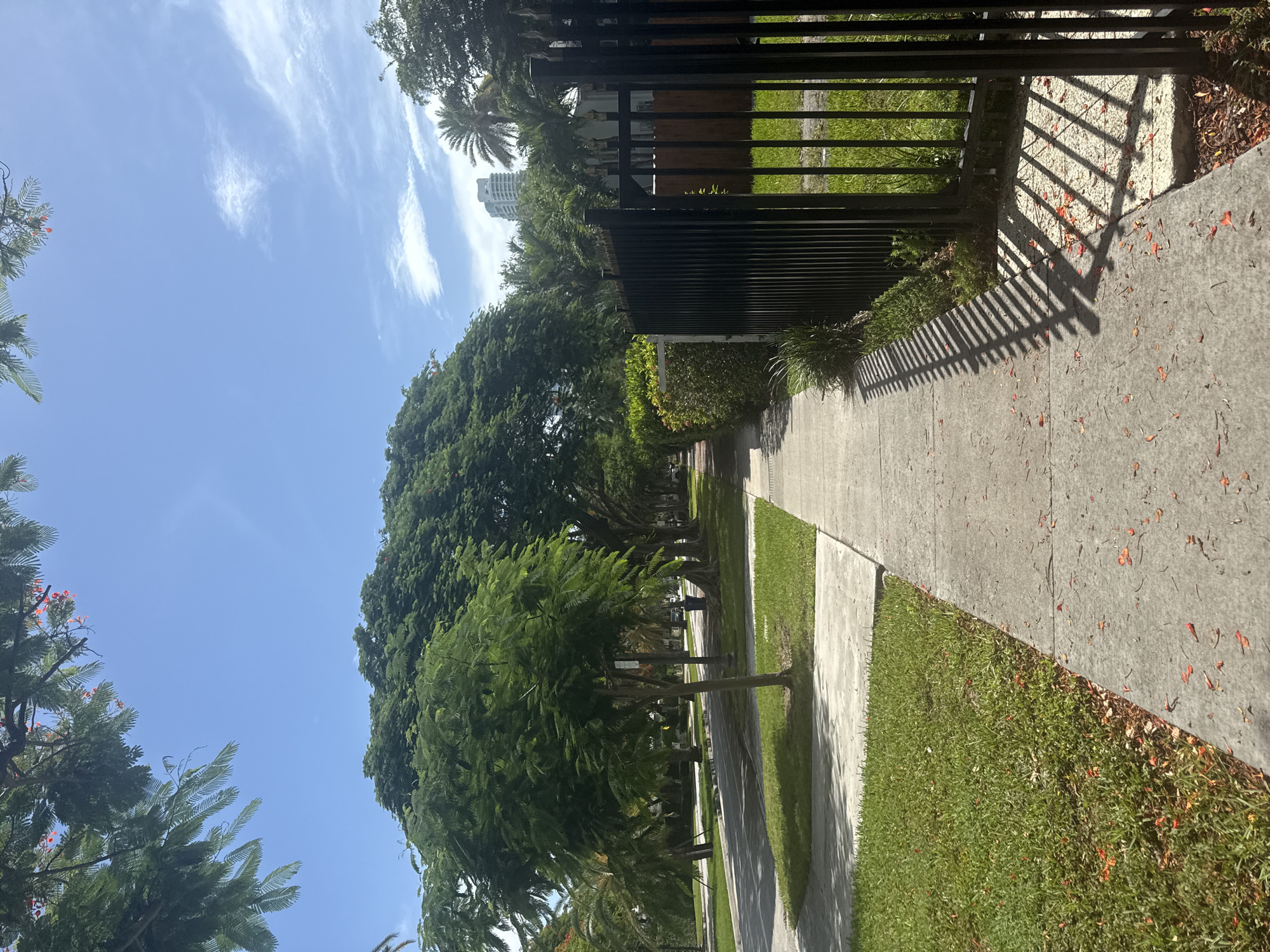 The image shows a sidewalk in a residential area of Miami, Florida, USA. The sidewalk is made of concrete and is lined with green grass. There are several trees with lush green foliage lining the street, and some red flowers are scattered on the ground. A black metal fence runs along the right side of the sidewalk. In the background, a tall white building and palm trees are visible. The sky is blue with some scattered clouds. The scene appears to be a sunny day, and the shadows cast by the fence and trees indicate the time is likely late morning or early afternoon.