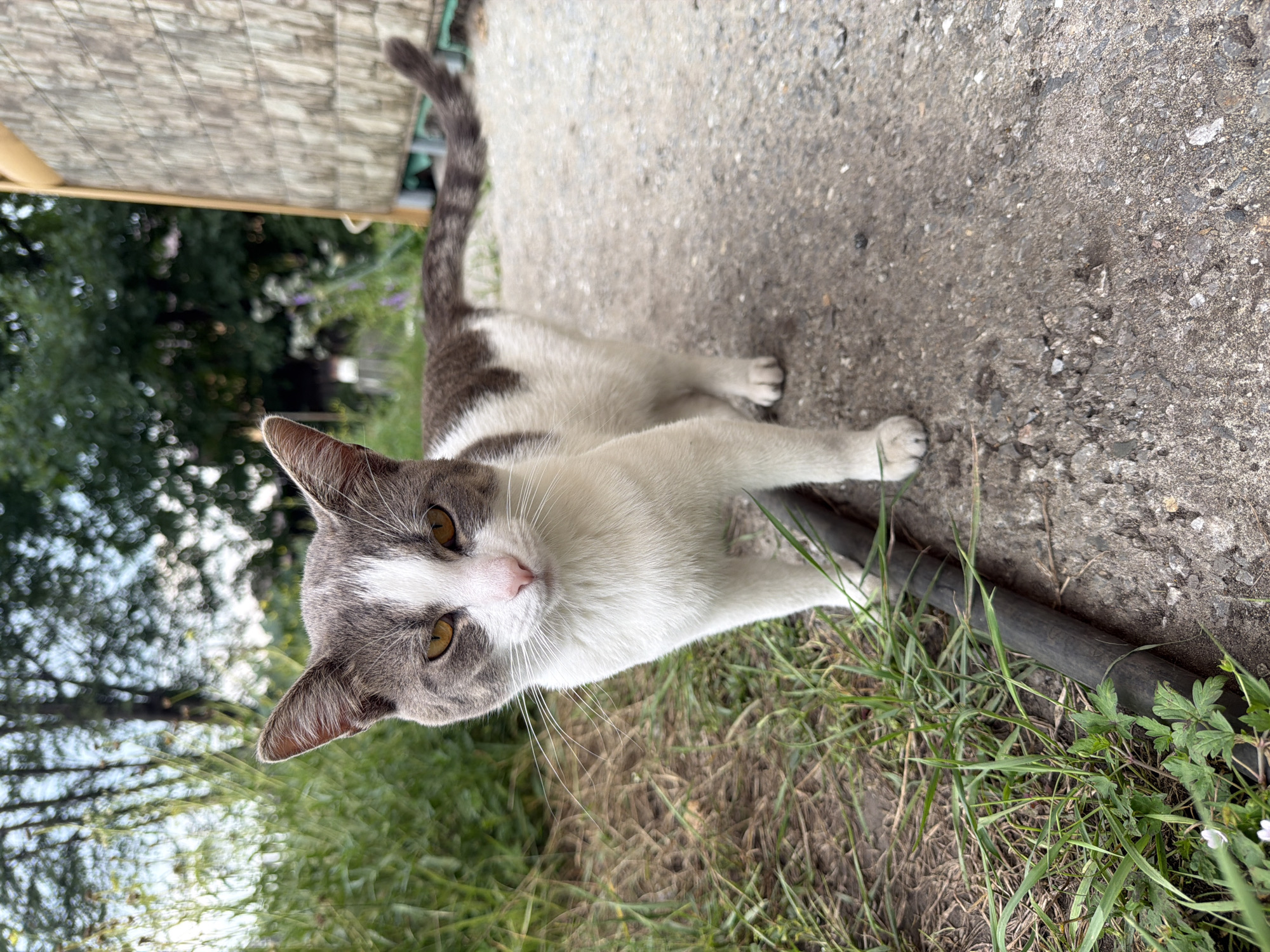 A medium shot captures a white and grey tabby cat standing on a gravel path. The cat is facing the camera with its head slightly tilted and its amber eyes are wide open. Its body is mostly white with grey markings on its head, back, and tail. The cat's tail is raised and curved upwards, indicating an alert or curious posture. The background is blurred, with lush green grass and trees visible, suggesting an outdoor setting, possibly in a park or a backyard. The overall lighting suggests it is daytime, likely overcast or late afternoon given the soft shadows. The cat appears healthy and well-groomed. The context of Novosibirsk, Russia, is not visually evident from the image itself.
