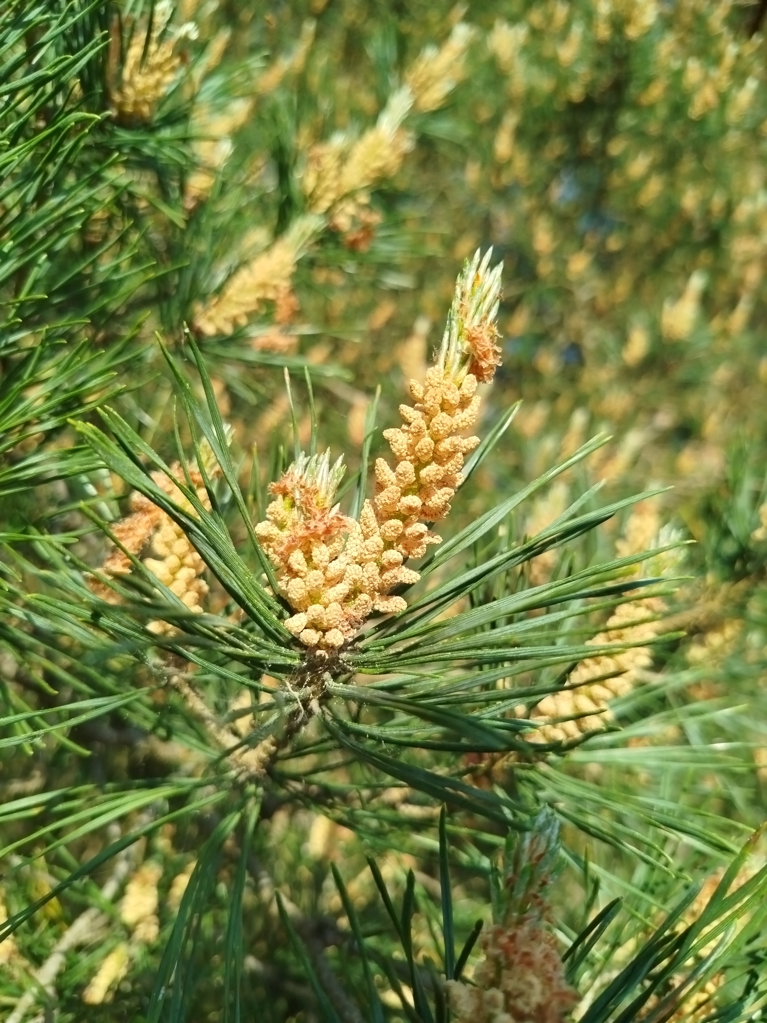 A close-up shot of a pine tree branch with numerous green needles and several light brown, immature pine cones. The cones are clustered along the branch, varying in size and displaying developing scales. The needles are long, thin, and sharp, growing in bundles. The background shows additional branches and cones, creating a blurred effect. The location is Заречье, Russia.