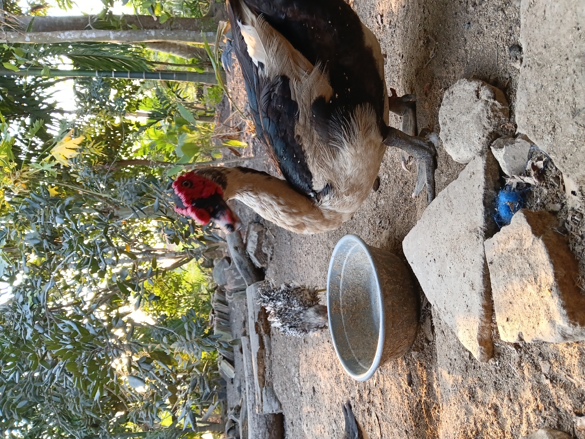 In Margo Rukun, Indonesia, a large Muscovy duck stands on sandy ground next to a metal basin. The duck, with its distinctive red facial caruncles, has brown and black plumage. To its left, a small, fluffy chick with black and white feathers pecks at the ground near the basin. The background features lush green trees and foliage, with sunlight filtering through the leaves. Several pieces of cut wood are scattered on the ground. The scene appears to be an outdoor enclosure or farmyard.