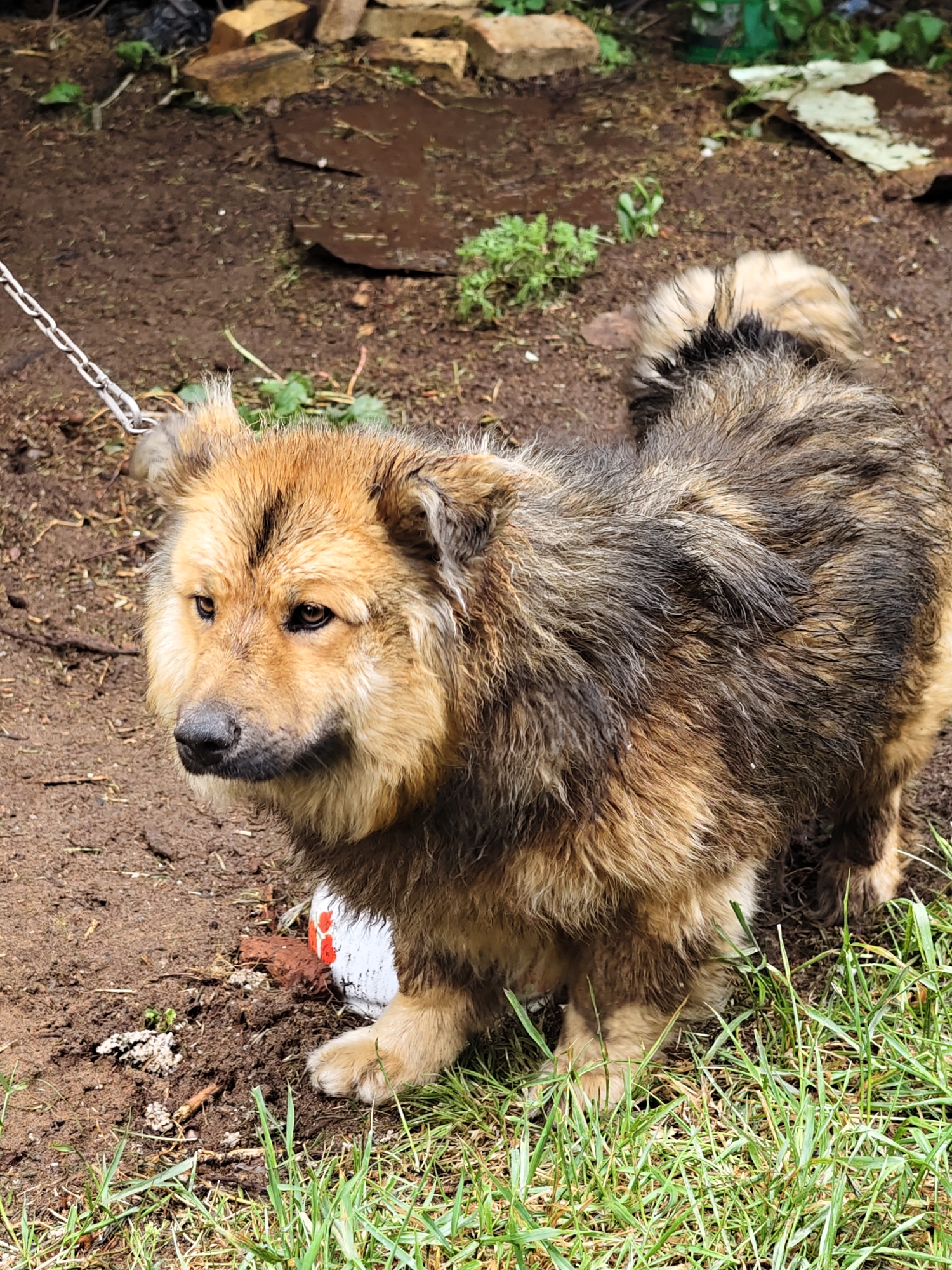 The image depicts a medium-sized, furry dog standing on a patch of dirt and grass. The dog has a light brown face and chest, with a darker, grizzled brown coat on its back and sides. A metal chain is attached to its collar. The ground is a mix of bare dirt, some small patches of green grass, and a few scattered leaves and debris. In the background, there are some bricks or stones and some greenery. The location, Noviy, Russia, is provided without further contextual detail.