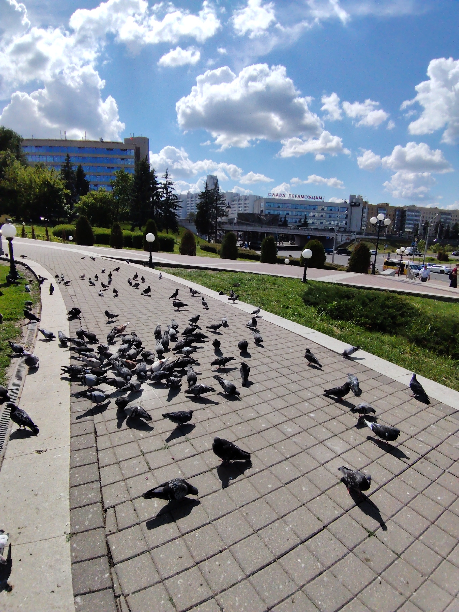The image depicts a bustling outdoor scene in what appears to be a park or public square in Minsk, Belarus, on a bright, sunny day. The sky is a clear blue with numerous fluffy white cumulus clouds.
In the foreground, a large flock of pigeons is gathered on a paved walkway, made of square concrete blocks. Many birds are clustered closely, some appearing to be foraging, while others are walking across the path. Their strong, dark shadows indicate direct sunlight. The walkway is bordered by well-maintained grassy areas, dotted with trees, shrubs, and traditional lampposts featuring spherical white lights.
In the mid-ground and background, urban architecture is visible. On the left, a modern building with blue-tinted windows is partially obscured by lush green trees. Further to the right, another significant building stands prominently, displaying the text "СЛАВА ПЕРАМОЖЦАМ!" in red letters on its facade. This translates from Belarusian to "Glory to the Victors!" or "Glory to the Winners!". This building overlooks a road or overpass where a yellow bus, several cars, and a few pedestrians are present. The overall setting is a vibrant public space enjoying pleasant weather.