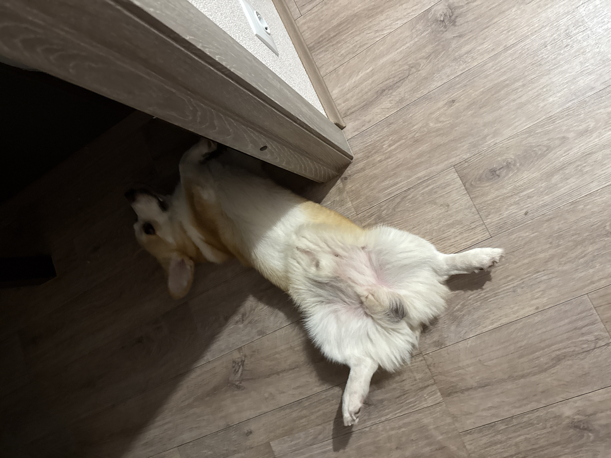 The image shows a Pembroke Welsh Corgi lying on its back on a wooden floor. The dog is light-colored with patches of tan and white fur. Its belly is exposed, and its legs are splayed out. The dog appears relaxed and comfortable, with its head tilted slightly upwards. A wooden doorframe is visible in the upper left corner of the image, casting a shadow on the floor. The floor itself is made of light-colored wood planks arranged diagonally. The lighting suggests it is daytime, possibly indoors, given the presence of a wall socket visible on the wall behind the door. The overall impression is a candid shot of a pet enjoying a moment of rest at home.