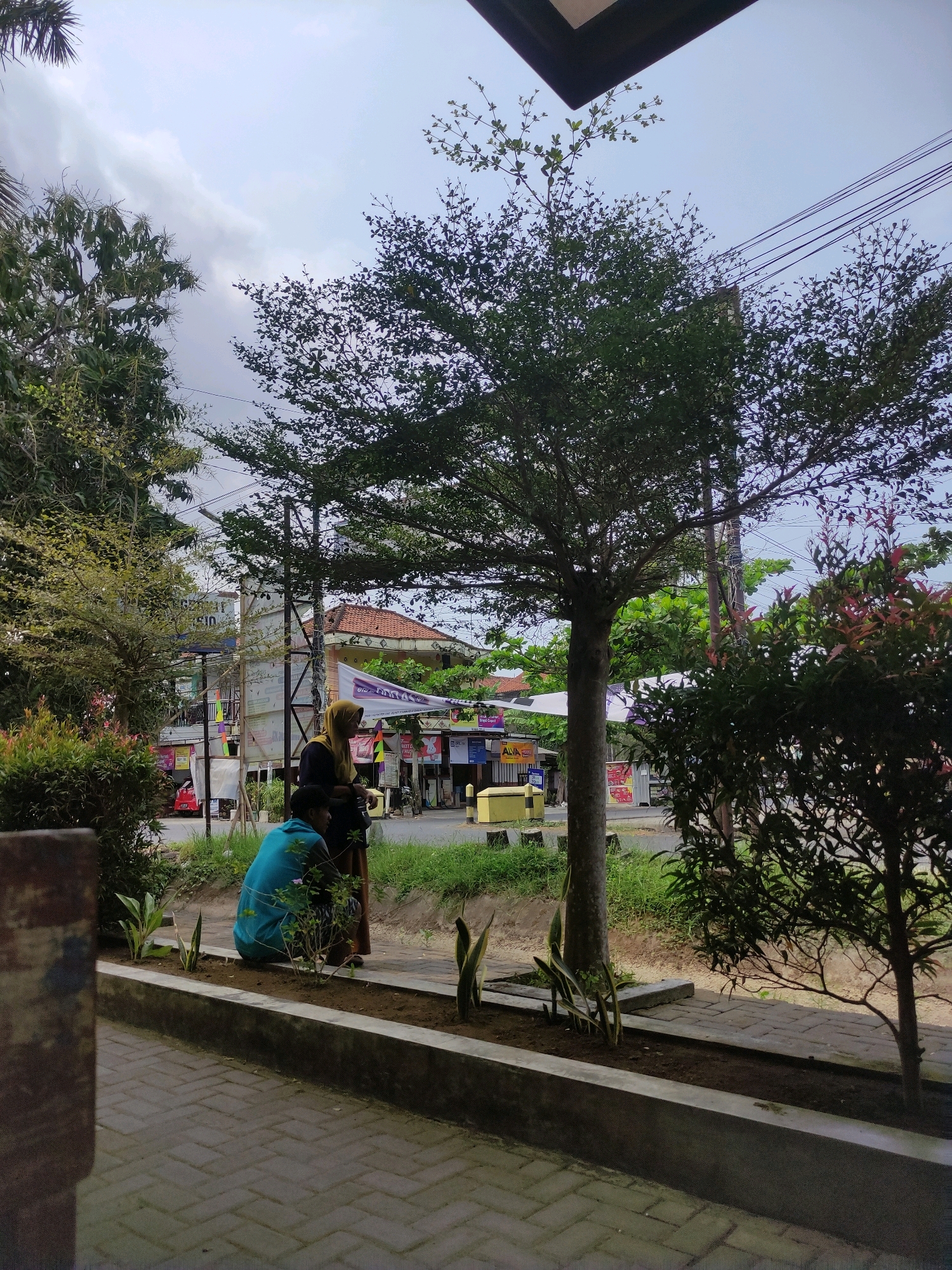 The image depicts an outdoor scene in what appears to be a commercial area in Kembangkuning, Indonesia. In the foreground, a paved walkway made of interlocking bricks is visible. Adjacent to the walkway is a raised, concrete planter box filled with soil and several young plants, including snake plants.
Two individuals are present in the planter box area. A person wearing a blue shirt is crouching and appears to be tending to the plants, possibly planting or weeding. Another person, dressed in a dark top and a yellow headscarf, stands beside the crouching individual, observing.
Behind the planter box, a paved area with a curb separates the walkway from a road. On the other side of the road, there are several buildings with awnings and signs, suggesting a commercial strip. A red vehicle is parked near one of the buildings. A large tree with a dark trunk and a canopy of green leaves dominates the mid-ground of the image, casting shadows on the surroundings. Smaller trees and bushes are also visible, some with reddish-pink foliage. Overhead, power lines crisscross against a cloudy sky. The overall impression is a street scene with some landscaping elements.