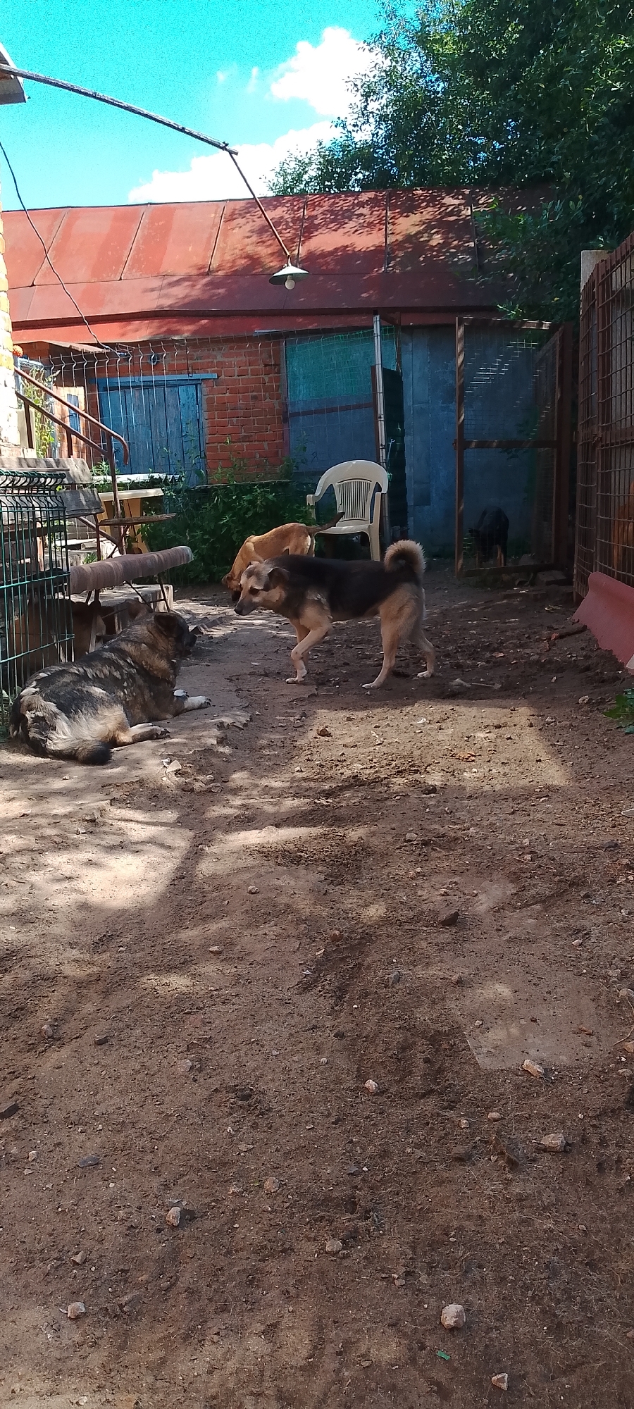 In Belgorod, Russia, within a yard, three dogs are visible. One dog, predominantly brown and black, stands facing left, its tail curled upward. Another dog, tan in color, is partially obscured and appears to be eating from the ground. A third dog, with a mix of grey and brown fur, lies down in the foreground, facing right. Behind the dogs, a red-roofed building with blue doors and a metal fence is present. A white plastic chair is also situated in the yard. The ground is made of dirt and gravel, with shadows from trees cast across it. The sky above is blue with scattered white clouds.
