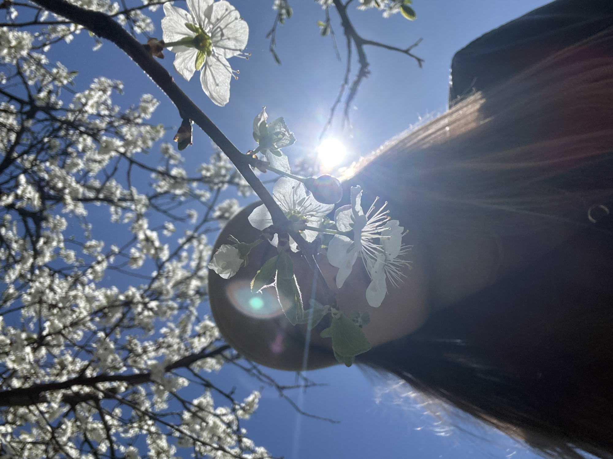 The image captures a low-angle view up into the branches of a blossoming tree, likely a plum or cherry tree, with white flowers against a bright blue sky. The sun is shining directly into the lens, creating a lens flare. The foliage is full and appears dense. In the foreground, part of a person's head and hair is visible, partially obscuring the blossoms. The hair is long and brown.
Without more specific context or reference points within the image, pinpointing the location within St. Petersburg, Russia is impossible.