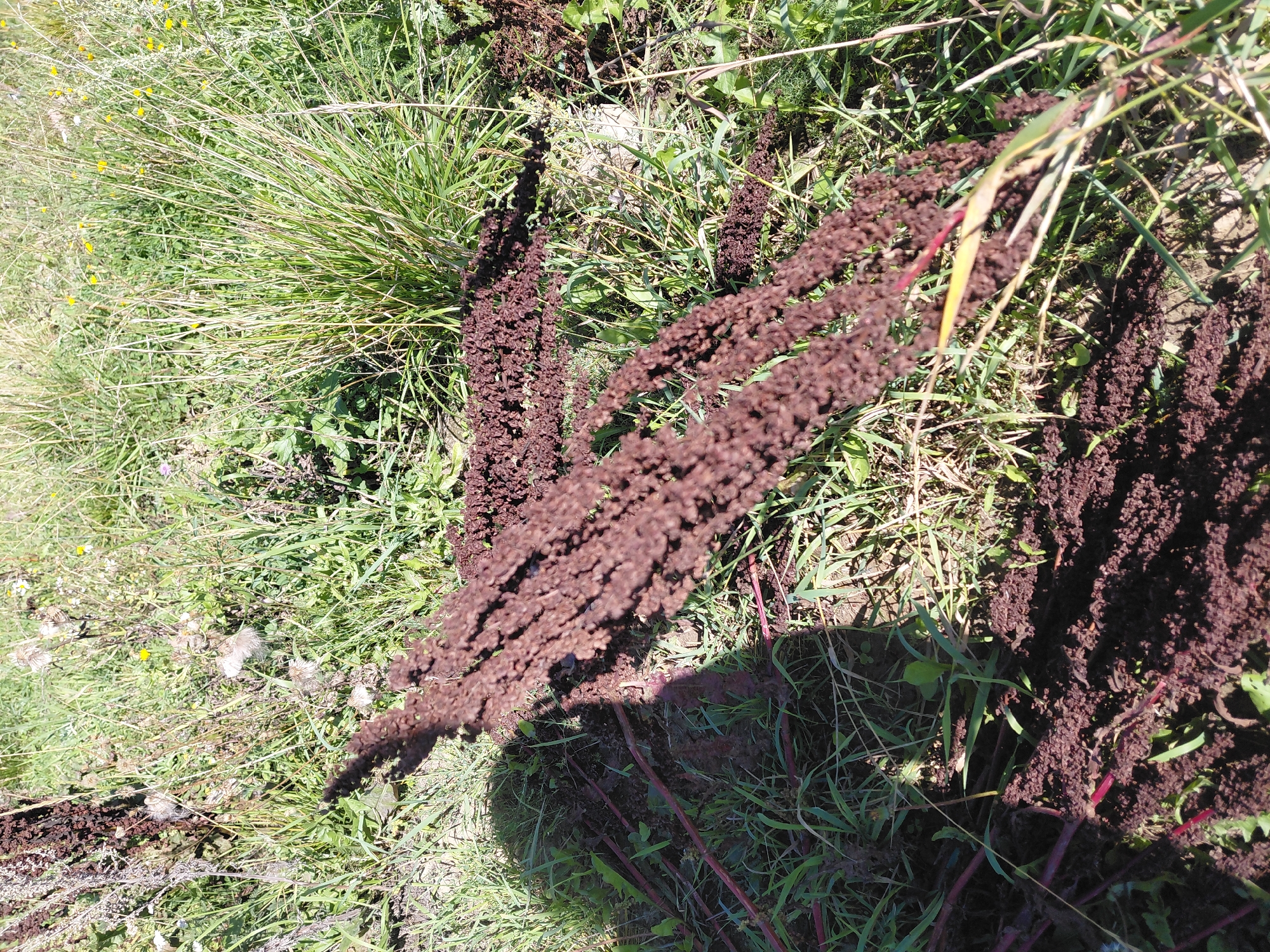 The image depicts a close-up view of several plants with long, dark brown, seed-bearing structures, possibly from a species of Amaranth, lying on the ground amidst green grass and other wild vegetation. The plants appear to have been recently harvested or uprooted, as indicated by the loose soil and broken stems visible at the bottom of the frame. The scene is set outdoors, likely in a rural or natural environment, as suggested by the presence of wild grasses and small yellow flowers in the background. The lighting indicates it is daytime, with strong shadows cast by the plants and a faint shadow of a person on the left side of the image. There is no indication of the city of Malinovka, Russia, in the visual information provided.