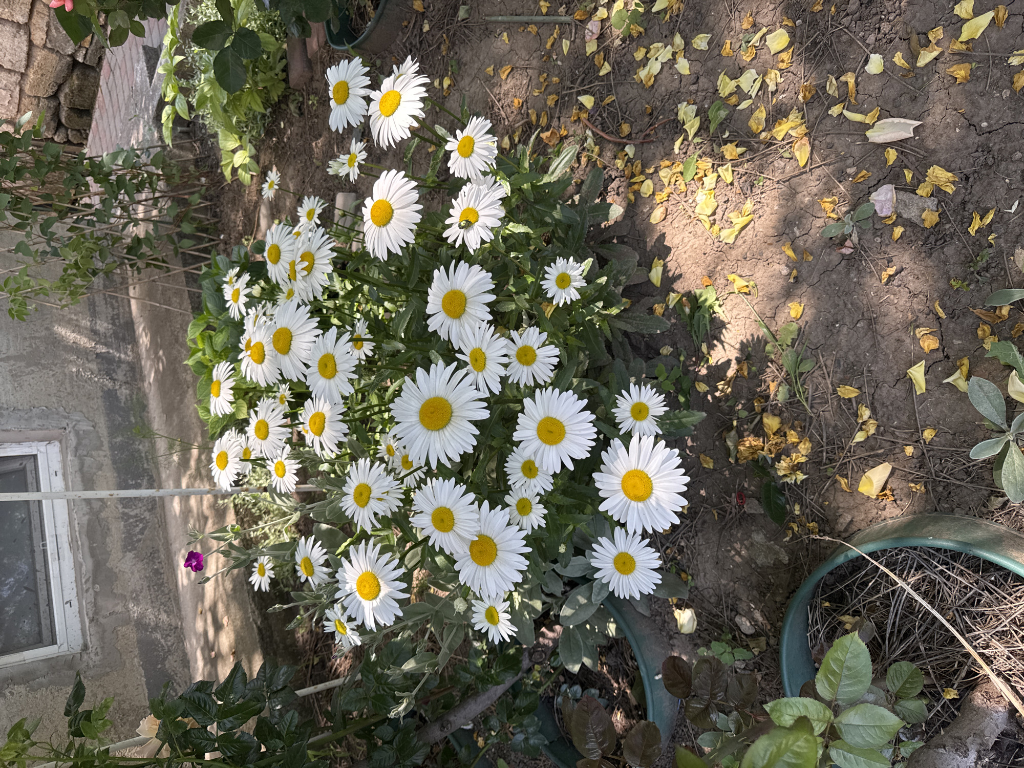 The image depicts a garden or yard scene located in the city of Odesa, Ukraine. The central focus is a dense cluster of white daisies (Leucanthemum species) with prominent yellow centers, occupying the mid-ground and extending from the lower-left to the mid-right. **Subjects and Objects:** - **Flora:** - Approximately 30-40 white daisies are visible, varying in size, with most being fully open. They possess white ray petals and bright yellow central disc florets. - A single, small, deep purple/magenta flower with a dark center is situated above the main daisy cluster, near the building wall on the left side. - A rose bush with dark green leaves and at least one partially visible light pink bud is present on the far left, contained within a dark green plastic pot filled with dry organic material (possibly straw or dead leaves). - Another large dark green plastic pot, similar to the one on the left, is partially visible on the far right side of the image. - Various other green plants and foliage are scattered in the foreground, around the daisies, and in the background. - A trellis structure made of thin vertical and diagonal wooden or bamboo sticks supports climbing plants in the upper-right background. - **Fauna:** - A small, dark green insect (possibly a beetle or fly) is observed resting on the yellow center of a daisy in the mid-right portion of the daisy cluster. - A small red insect (possibly a firebug) is visible on the dry ground in the lower-right quadrant, near the partially visible green pot. - **Structures:** - A textured, light-colored concrete or stucco building wall is in the upper-left background. - A rectangular window with a white frame is set into the wall, reflecting external light or displaying a blurred interior. - Two slender, light-colored vertical poles or pipes are positioned in front of the wall, one to the right of the window and another further right. - A wall constructed of irregular-shaped stones is visible in the upper-right background, behind the trellis. - A brick pathway or section is adjacent to the stone wall in the upper-right. **Environment and Conditions:** - **Ground:** The ground consists of dry, cracked soil, indicative of arid conditions. It is largely uncovered by grass. - **Debris:** Numerous fallen yellow and light brown dried leaves or petals are scattered across the ground, particularly in the foreground and to the right