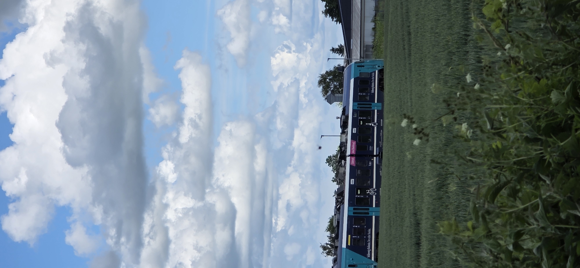 The image depicts a train traveling through a rural landscape near Maasbüll, Germany. The train, a blue and teal electric passenger train, is the primary subject, moving from left to right across the frame. The train cars have windows and visible doors, with some text and symbols on their sides, including a bicycle symbol and a wheelchair accessibility symbol. The landscape is dominated by a field of green crops, likely wheat or barley, in the foreground and middle ground. In the background, there are trees and buildings, including a water tower or silo. The sky is a bright blue with scattered, fluffy white clouds. The lighting suggests it is daytime, likely midday or afternoon, with soft, diffused light. The focus is sharp on the train, while the foreground vegetation is slightly out of focus, creating a shallow depth of field. There are no people visible in the image. The scene conveys a sense of travel and a rural setting.