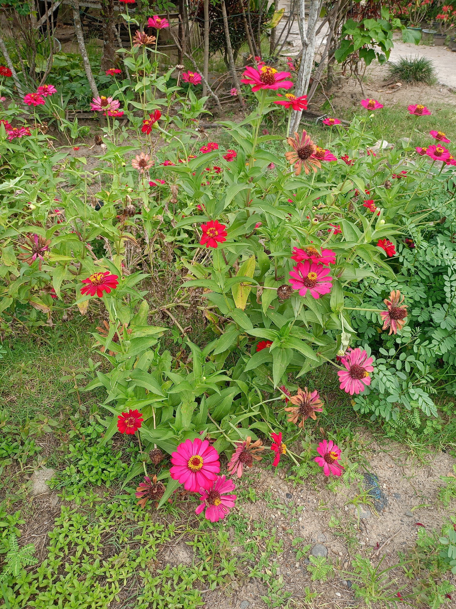 The image depicts a patch of Zinnia flowers in varying shades of pink and red, intermixed with green foliage and some dead or decaying flower heads. The flowers are planted in an outdoor setting with grass and bare dirt patches. In the background, there are hints of wooden structures or fencing and additional greenery, suggesting a garden or yard in Uteunreutoh, Indonesia. No people are visible. The scene is static, showing the flowers in their natural environment.