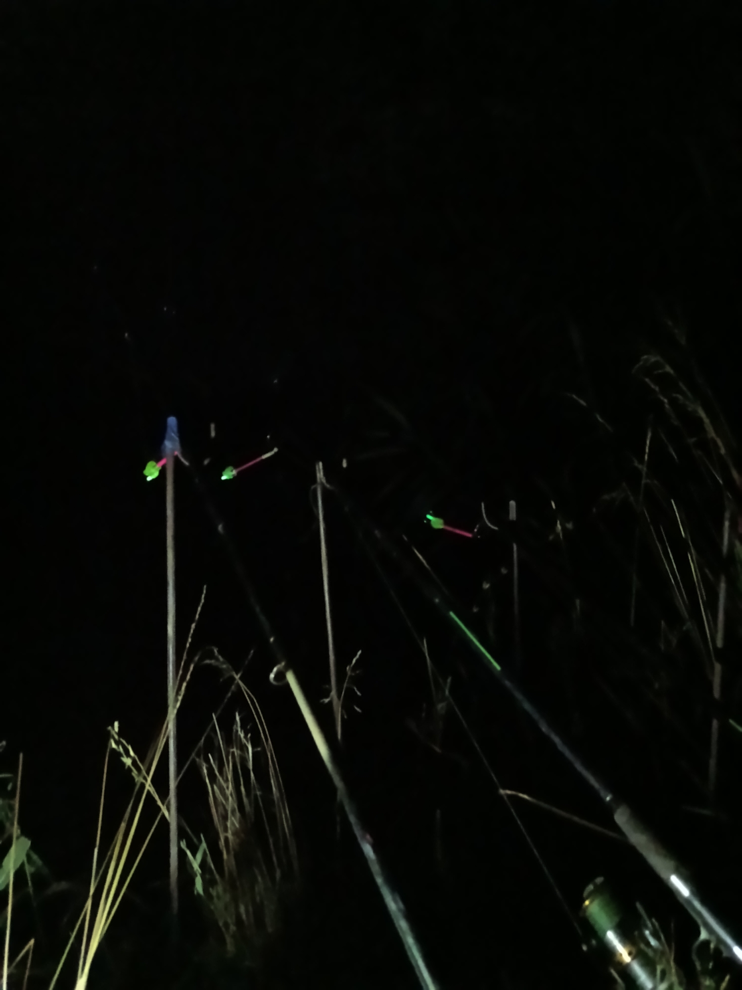 The image shows a nighttime scene with multiple fishing rods set up, each with a brightly colored glow stick attached to the tip. The rods are positioned near tall, dry grass, suggesting a natural setting, likely a body of water. The environment is dark, with the glow sticks providing the primary source of light, creating a somewhat eerie or atmospheric effect. There are no people visible in the image. The scene appears to be in Sanzharykha, Ukraine.