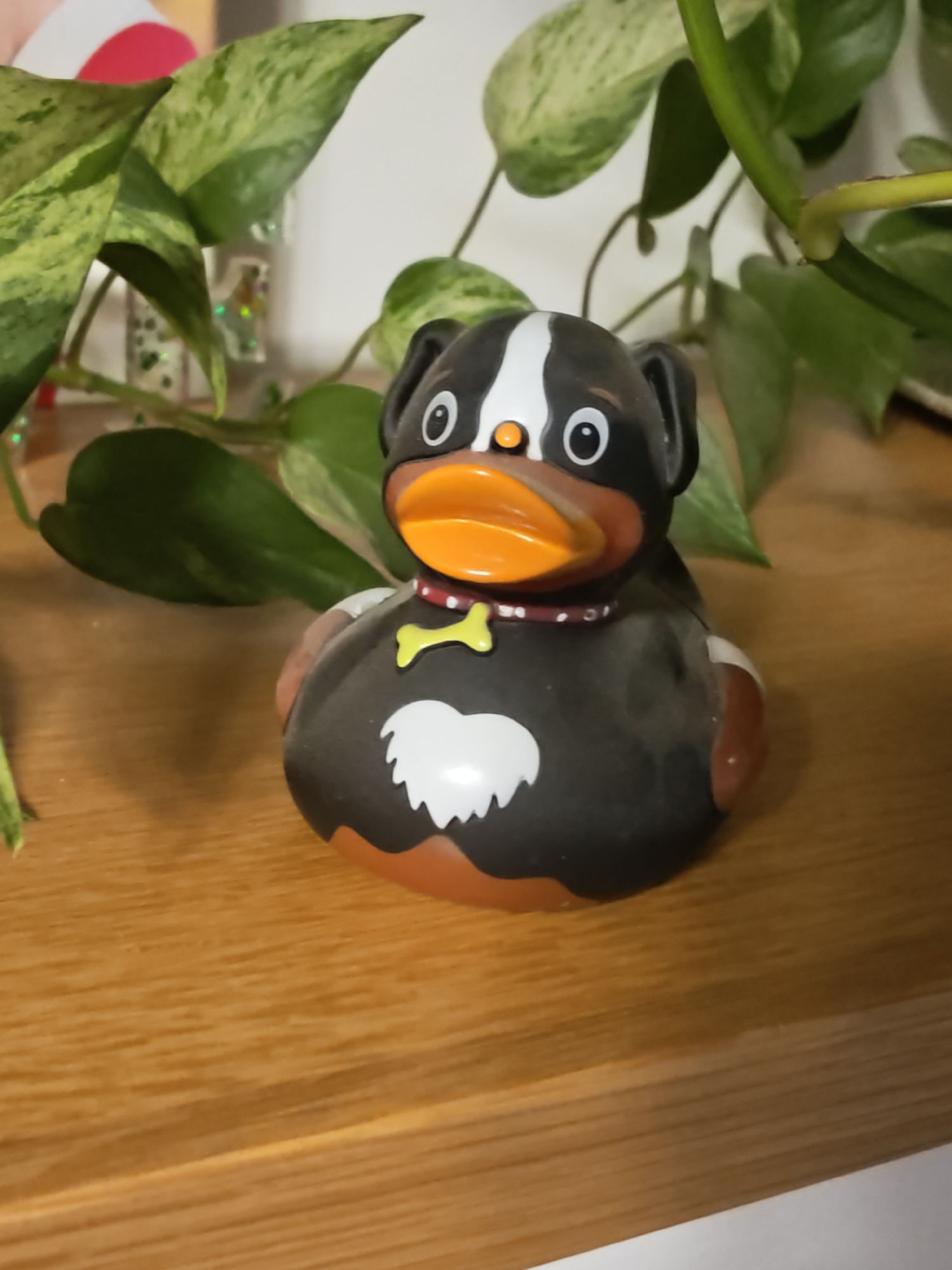 A black and white rubber duck shaped like a dog is on a wooden surface, with green plants in the background. The duck has a white stripe down its head, black ears, and big white eyes with black pupils. It also has an orange beak and is wearing a red collar with a yellow bone charm. The duck has a white chest marking that resembles a heart. The wooden surface appears to be a shelf or tabletop. The background consists of lush green leaves from a potted plant, suggesting an indoor environment. The overall lighting is soft, casting faint shadows on the wooden surface. There is no indication of the city of Petah Tikva, Israel, in the image.
