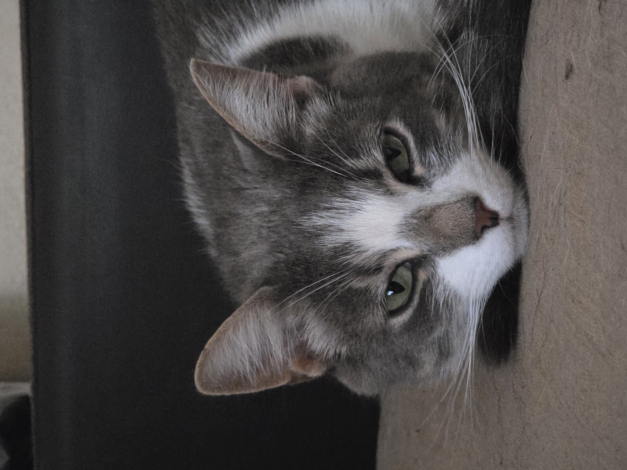 A close-up, eye-level shot shows a grey and white cat resting on a textured, beige surface. The cat is lying down with its head resting forward, facing the camera. Its eyes are green and appear somewhat narrowed. Long white whiskers extend from its nose and cheeks. The background is a dark, out-of-focus area, likely furniture. The image does not provide any information about the city of Речицы, Russia.