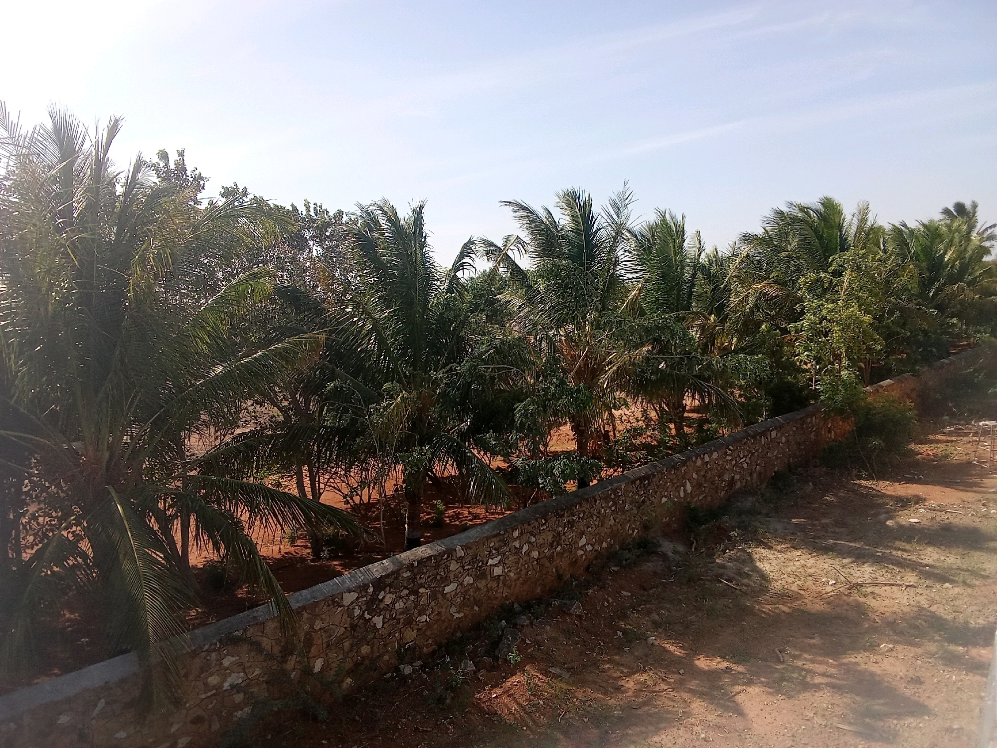 The image depicts a row of palm trees and other vegetation behind a low, rough-hewn stone wall. The wall runs horizontally across the lower portion of the frame. The ground in front of the wall is a reddish-brown dirt path with scattered patches of dry grass and small stones. Shadows of leaves are cast across the path. Behind the wall, the dense foliage of the trees creates a shaded area, with glimpses of more reddish-brown earth. The sky above is a pale blue with thin, wispy clouds. The scene appears to be an outdoor, possibly rural or semi-rural setting, in Thalaiyuthu, India, characterized by warm, dry weather and lush greenery.