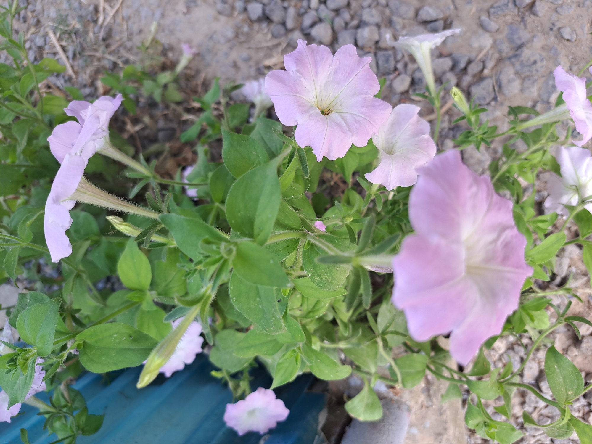 In Vypasne, Ukraine, an image captures a close-up view of several light pink petunia flowers blooming among lush green foliage. The flowers, with their delicate, trumpet-shaped petals, are the central focus. Some are fully open, revealing their soft hues and intricate veining, while others are still in bud form, tightly furled awaiting their moment to bloom. The stems and leaves are a vibrant green, some appearing slightly fuzzy. The background is a mix of rough, grey gravel and the edge of a textured blue object, possibly a planter or fence. The lighting suggests an outdoor setting, likely during daylight hours.