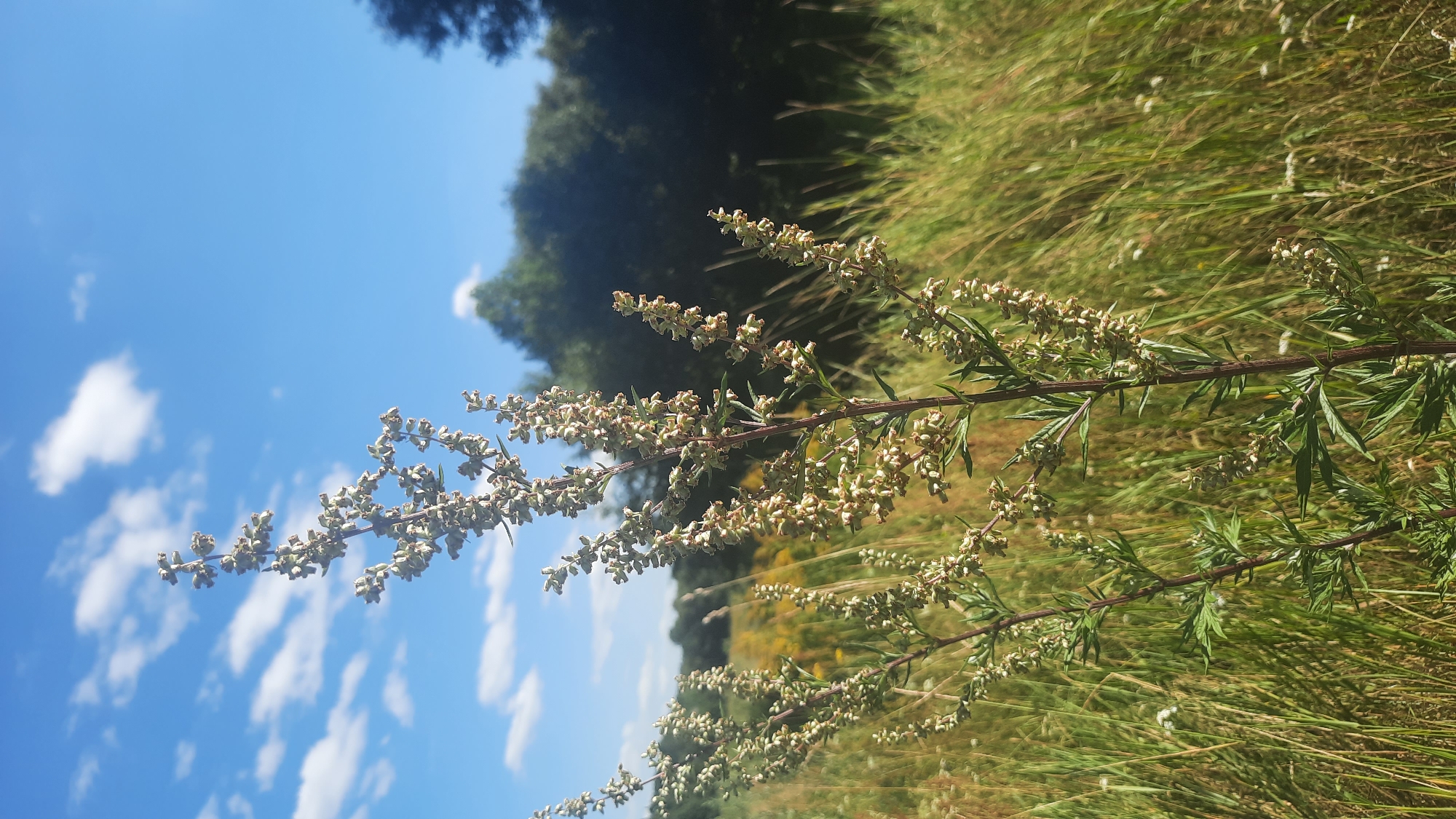 An outdoor, low-angle medium shot captures a tall, spindly plant with multiple branches bearing small, pale, seed-like growths against a bright blue sky with scattered white clouds. The plant's stems are dark red and its leaves are thin and feathery. Behind the plant, a field of tall green and yellow grass stretches to a dense line of dark green trees. The image appears to be taken on a sunny day. The location is the city of Shklou, Belarus.