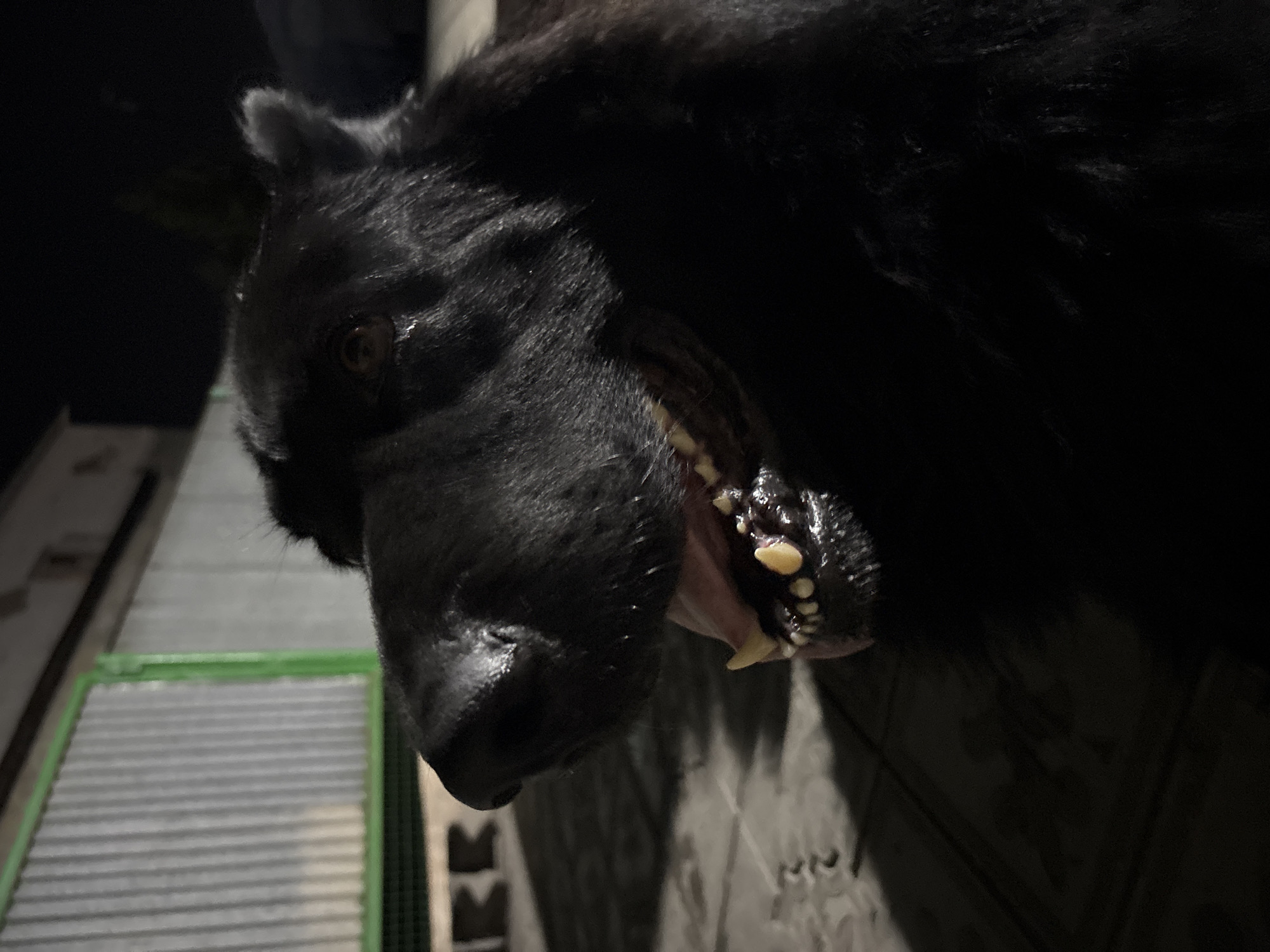 A black dog with its mouth open, panting, is pictured in close-up at night. The dog's tongue and teeth are visible. The background shows a corrugated metal fence with a green frame. Part of a building and dark pavement are also visible. The scene is likely outdoors, possibly in a yard or alley. The location is specified as Atbasar, Kazakhstan.