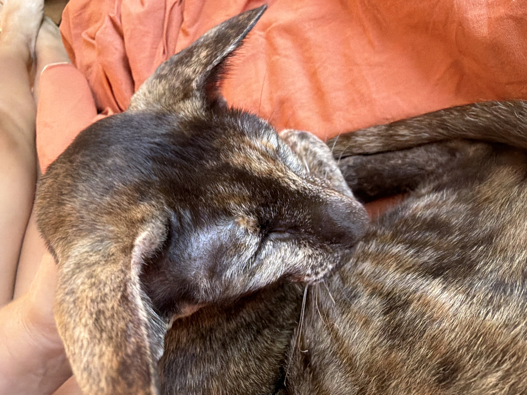 An adult domestic cat, likely a tabby, is asleep on an orange-colored blanket or bedspread. The cat has large ears and is curled up, showing its striped fur. Parts of a person's leg are visible in the upper left corner of the image, suggesting the cat is in a home environment. The scene is dimly lit, with the focus on the sleeping animal. The location is not specified in the image or its metadata.