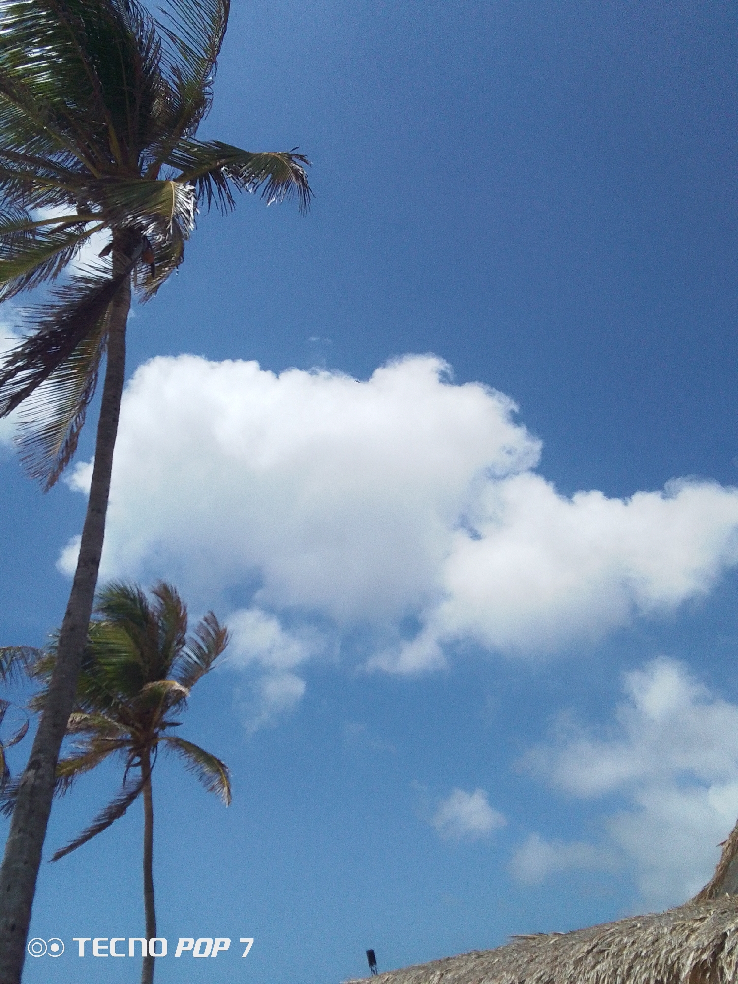 The image depicts a scene in Pedro González, Venezuela, featuring palm trees against a backdrop of a bright blue sky with scattered white clouds. The angle of the shot is from a low perspective, looking upwards at the trees and the sky. Two prominent palm trees are visible, one significantly taller and on the left side of the frame, and another smaller one slightly to the right. The leaves of the palm trees are green. The bottom right corner shows a glimpse of a thatched roof structure. The sky is a clear, vibrant blue, punctuated with several fluffy white clouds of varying sizes. The text "TECNO POP 7" is visible in the lower left corner, indicating the device used to capture the image.