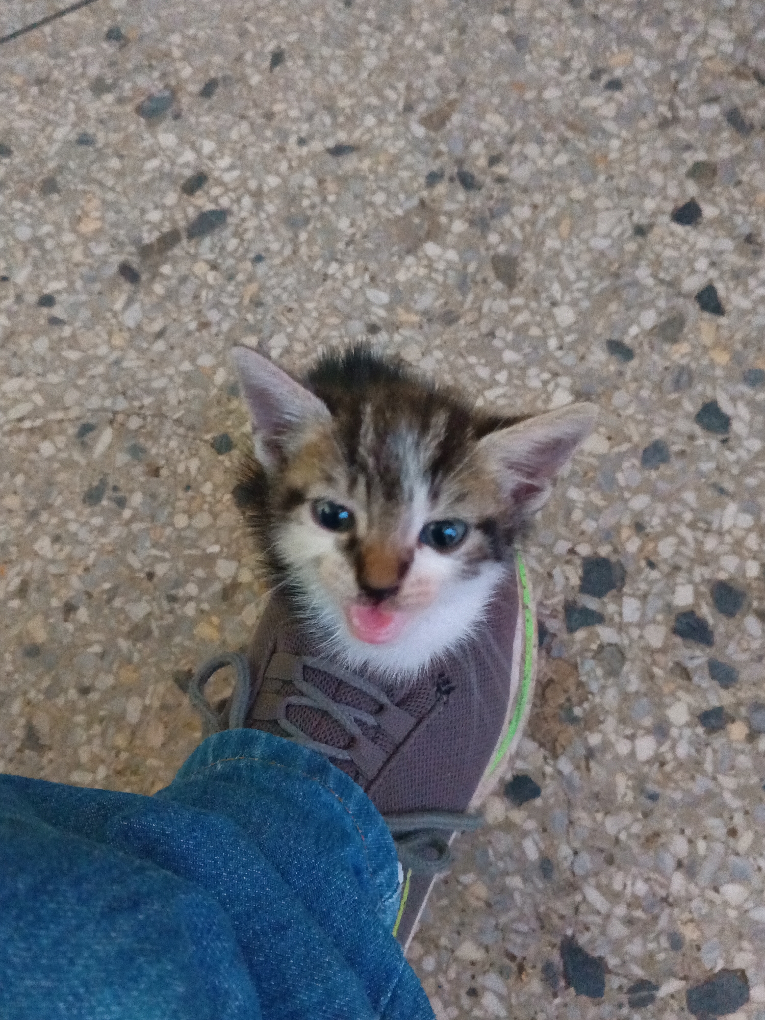 The image shows a small kitten sitting inside a brown shoe on a terrazzo floor. A person wearing blue jeans is partially visible to the left of the shoe. The background is a terrazzo floor with beige aggregate. The image was taken indoors. The city of Tinaquillo, Venezuela is not discernable from this image.