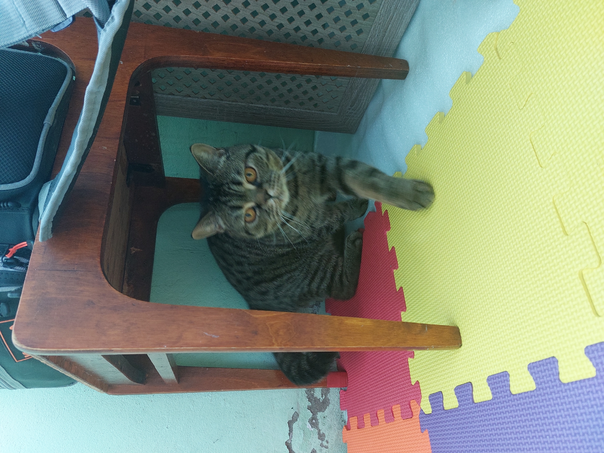 A tabby cat sits under a brown wooden table with a backpack next to it. The cat is on multicolored foam puzzle tiles. The location is unknown.