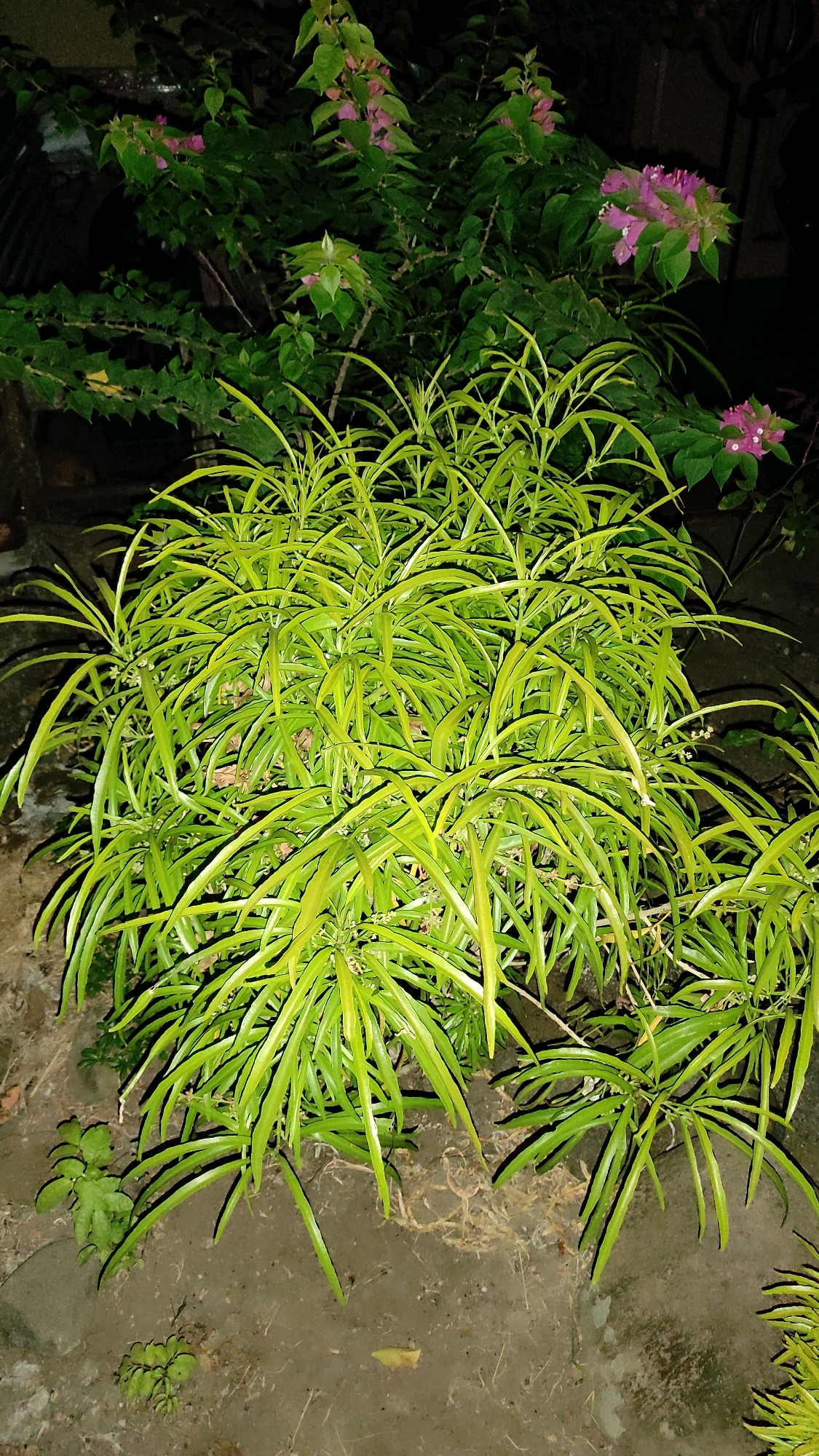 This is a vertically oriented, eye-level, full shot of a bushy green plant with long, slender leaves. The plant is vibrant green with some leaves appearing lighter yellow-green. In the background, there is a darker green bush with scattered pink flowers. The plant is situated outdoors, on what appears to be a dirt or gravel surface with some fallen leaves and debris. The lighting suggests it may be nighttime or a heavily shaded area. The scene is devoid of any people or animals. The location is unspecified, within the city of Unknown, Unknown.