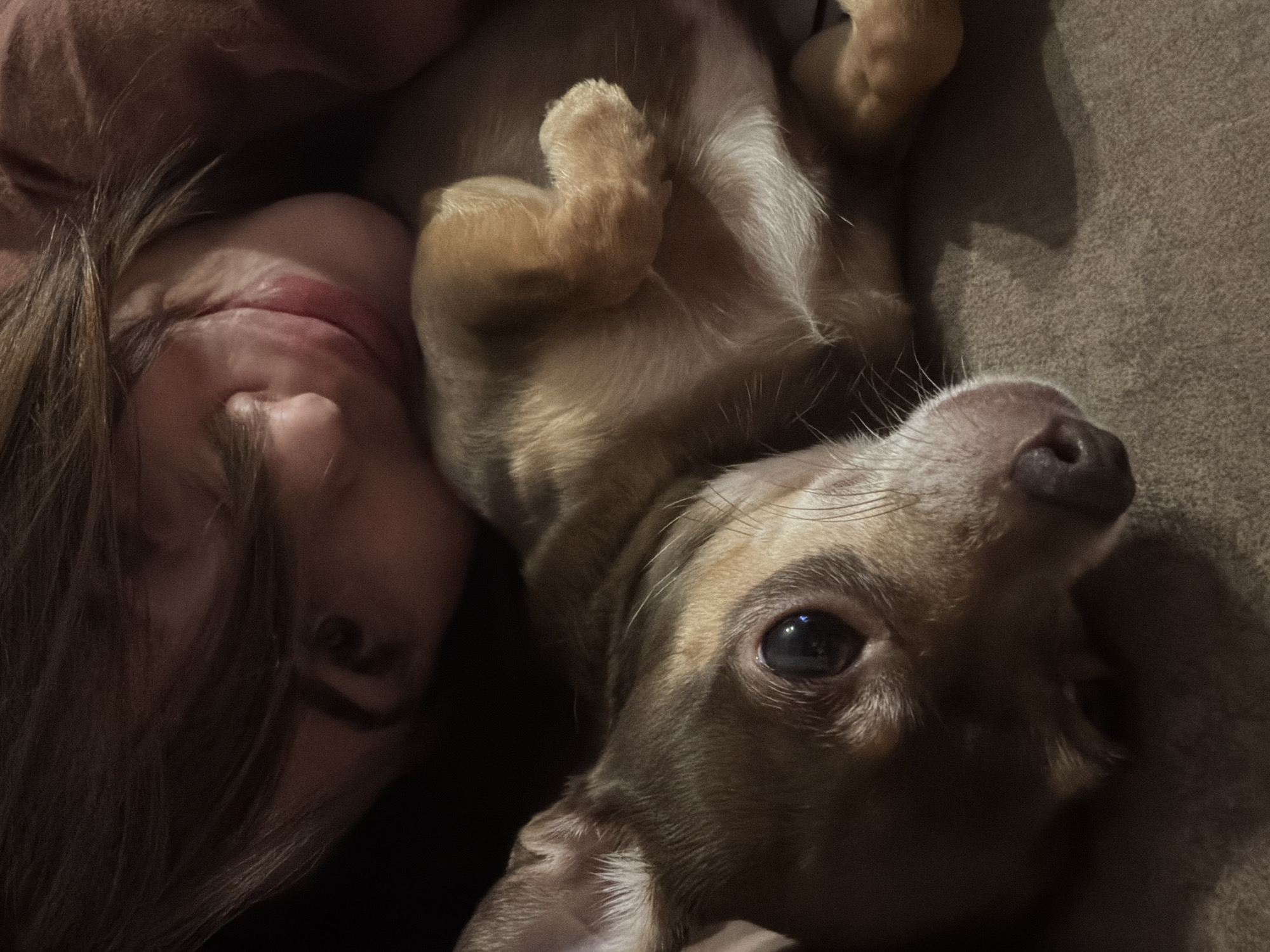 This is a close-up, overhead, indoor photograph of a person and a small dog cuddling on a sofa. The person is lying on their side, with their face partially obscured by their hair and the dog. The dog is lying on its back, with its paws in the air. The dog's face is clearly visible, with its eye looking directly at the camera. The overall mood of the photograph is one of comfort and affection. The lighting appears to be dim, suggesting that the photograph was taken at night or in a dimly lit room. There is no visible text in the image.