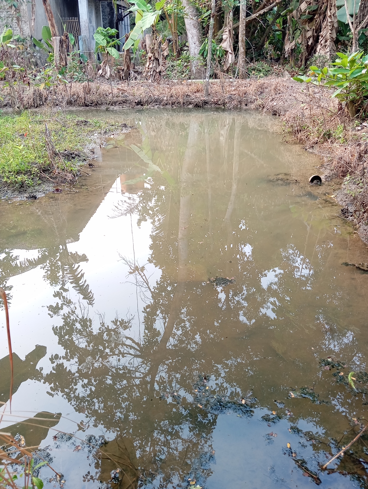 The image shows a muddy, stagnant pond in an outdoor, rural environment. The pond is surrounded by dense vegetation, including banana trees and other tropical plants. The water reflects the surrounding trees and what appears to be a building or structure in the background. There is some debris floating on the surface of the water, and a dark pipe or drainpipe is visible along the edge of the pond. The overall impression is one of an undeveloped or neglected area. The image is likely taken in Sudikampiran, Indonesia, given the vegetation and building style.
