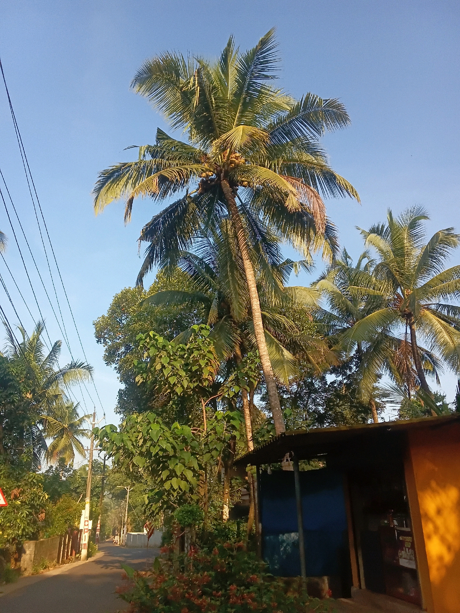 The image depicts a road in Chalissery, India, bordered by lush vegetation and dominated by tall coconut trees. A small, open-fronted structure with a corrugated metal roof is visible on the right side of the road, painted yellow and blue. A traffic sign with a red border and white interior, and a red triangle with a white background and a red border, are present along the roadside. Electrical wires are strung across the scene, supported by utility poles. The sky is clear and blue, indicating a sunny day. The road appears to be paved and gently curves into the distance, where more trees and foliage are visible. The overall impression is of a rural or semi-urban setting in a tropical region.