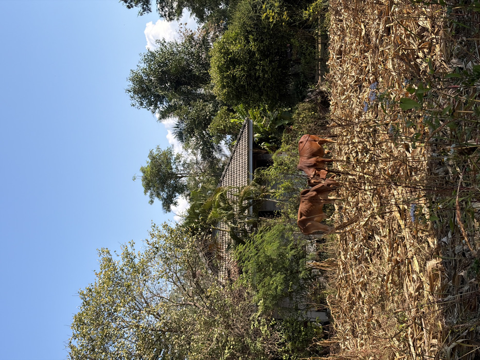 Two brown cows stand in a field of dried corn stalks beside lush greenery and a building with a tiled roof. Trees are scattered throughout, some reaching towards a clear blue sky with scattered clouds. The foliage includes various types of trees and shrubs. Power lines cross the scene.