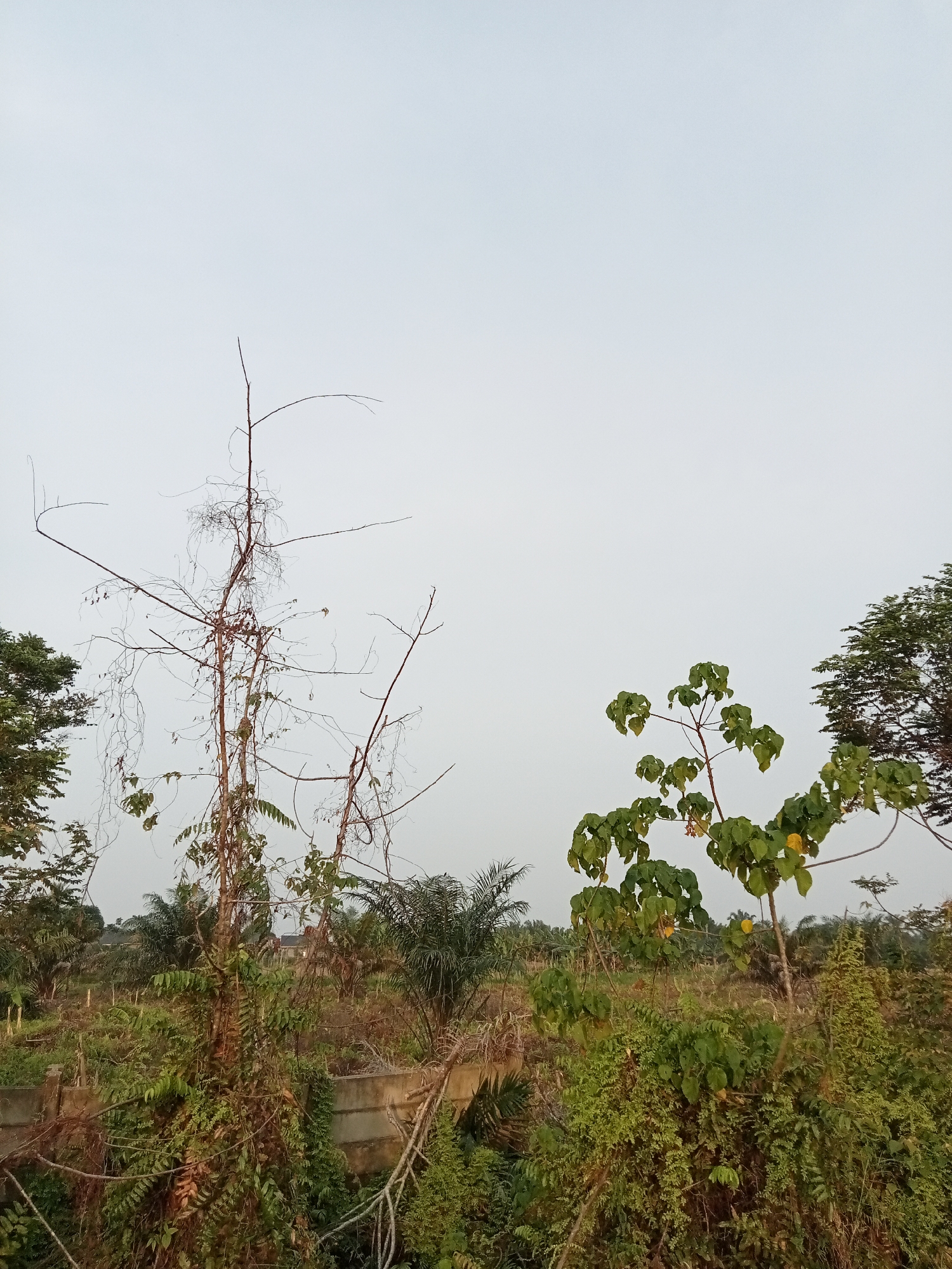 This image depicts an outdoor scene with dense vegetation under an overcast sky. In the foreground, a tall, dry, multi-branched tree with sparse foliage stands prominently. To its right, a smaller tree with vibrant green leaves is visible. The background reveals a landscape of various plants, including palm trees, and what appears to be a concrete wall or structure. The overall impression is one of an unkempt natural or semi-wild environment.