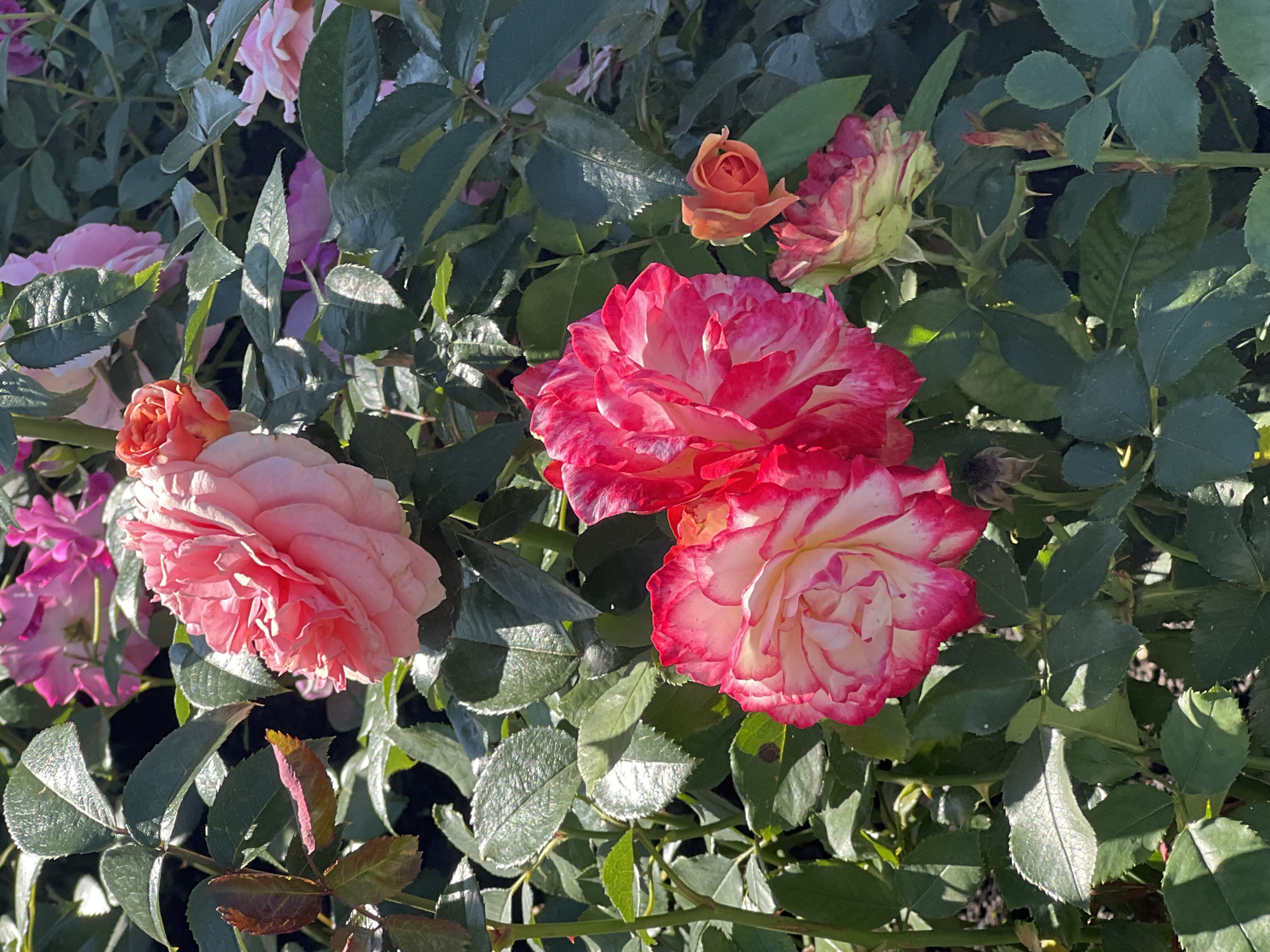 In Moscow, Russia, a close-up, eye-level shot captures a cluster of rose bushes bathed in bright sunlight. The foreground is dominated by two large, vibrant roses, one predominantly pink with lighter pink edges, and the other a striking mix of deep pink and white. Surrounding these, numerous green leaves with a slight sheen from the sun fill the frame. In the background, the soft focus reveals more rose blooms in shades of pink and a small, tightly furled orange rosebud. The scene is serene and appears to be an outdoor garden setting.