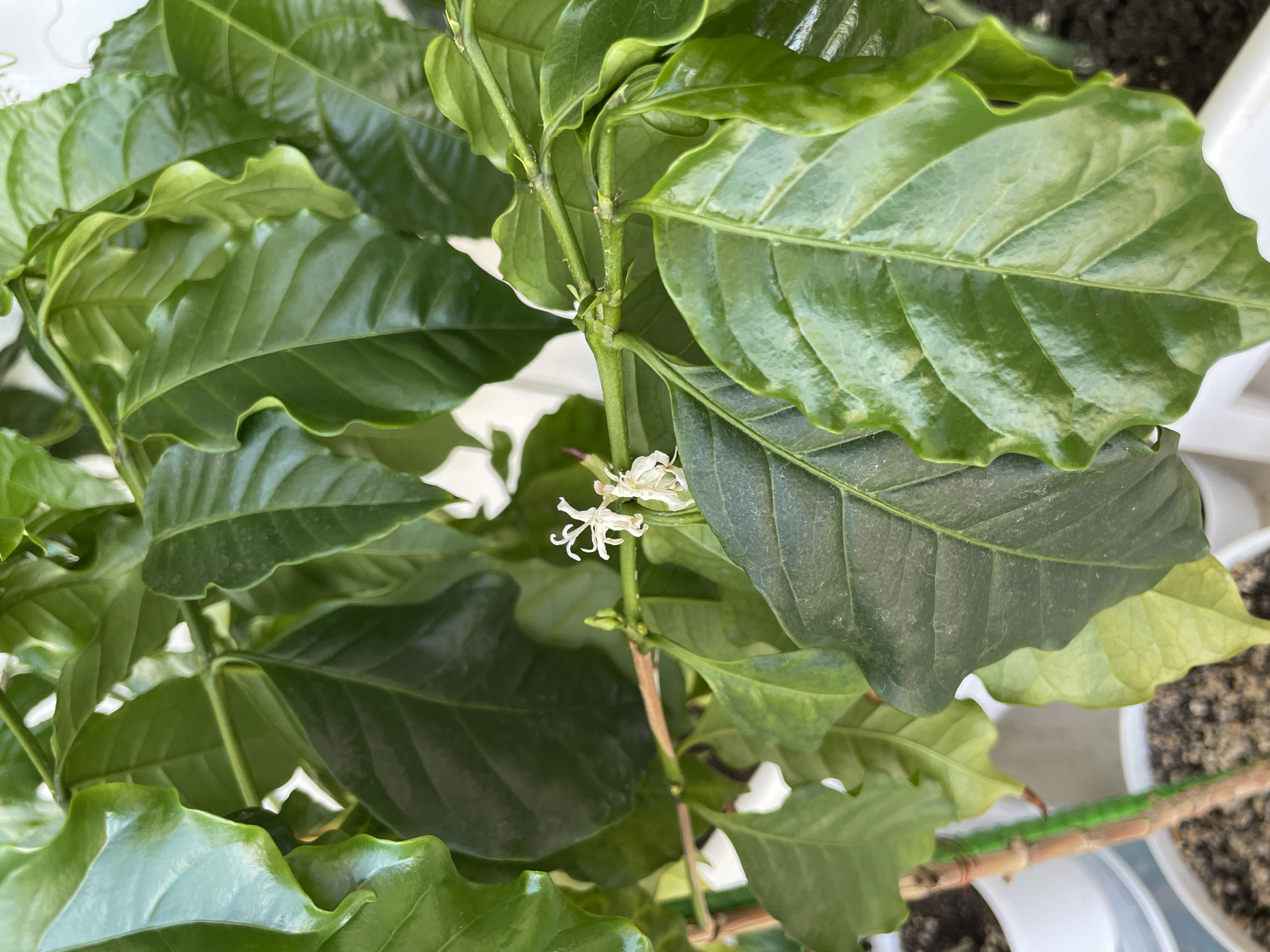 The image shows a close-up of a coffee plant (likely Coffea arabica) with glossy green leaves and small white flowers blooming from the stem. The plant appears to be in a pot, possibly indoors or on a balcony/terrace. The location of Gostilitsy, Russia is likely irrelevant as the photo could have been taken anywhere a coffee plant can be grown. There are no people or any actions/interactions visible.