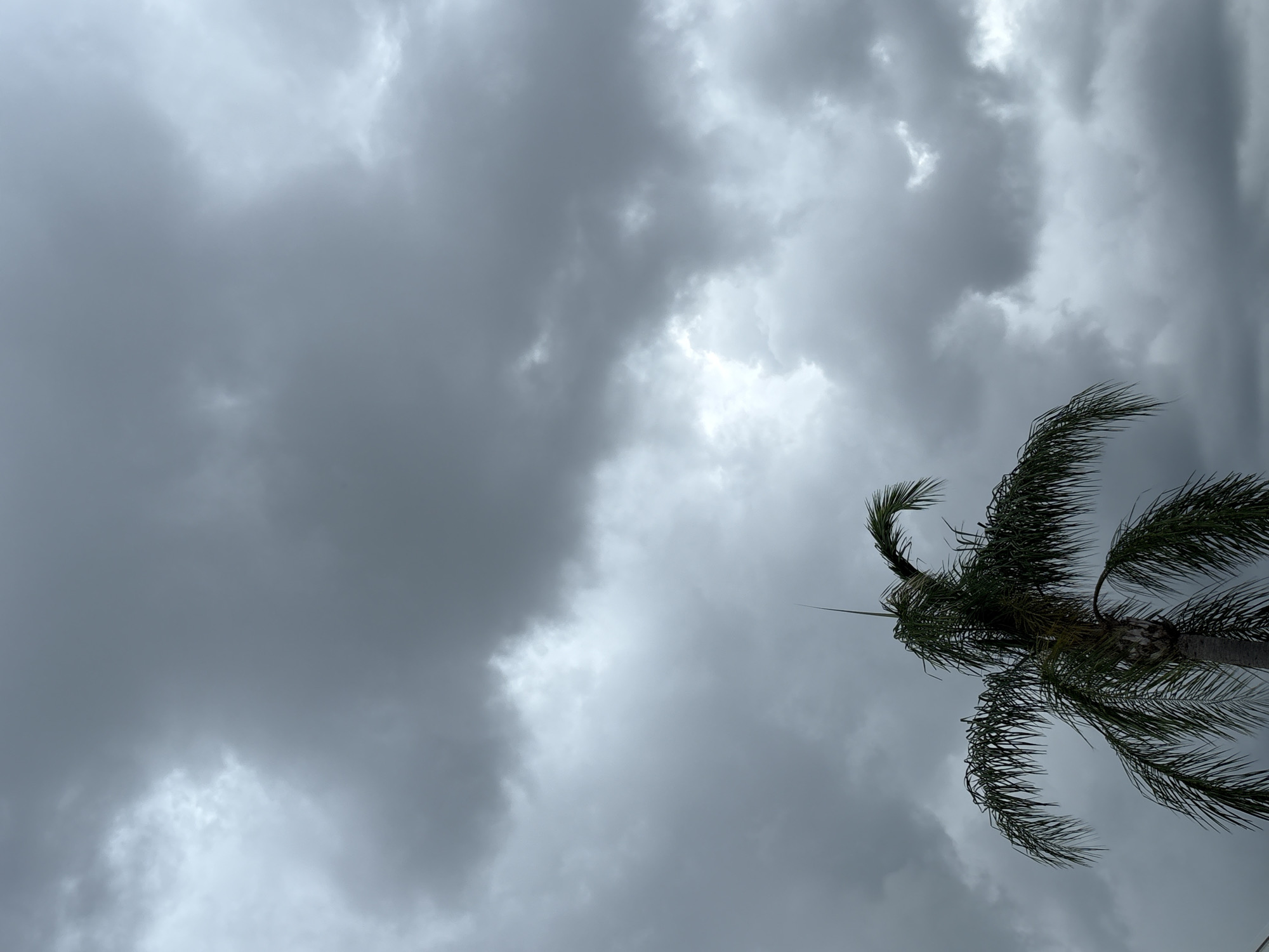 The image shows a close-up of a palm tree against a backdrop of heavily overcast, grey clouds. The palm tree is positioned in the lower-left portion of the frame, with its fronds extending upwards and outwards. The sky is filled with dark, textured clouds, suggesting an impending storm or inclement weather. The lighting is dim and diffused due to the cloud cover. No people or structures are visible. The scene appears to be an outdoor environment, potentially in a tropical or subtropical climate. Based on the presence of palm trees and the weather conditions, this scene could be located in South Bradenton, United States of America.