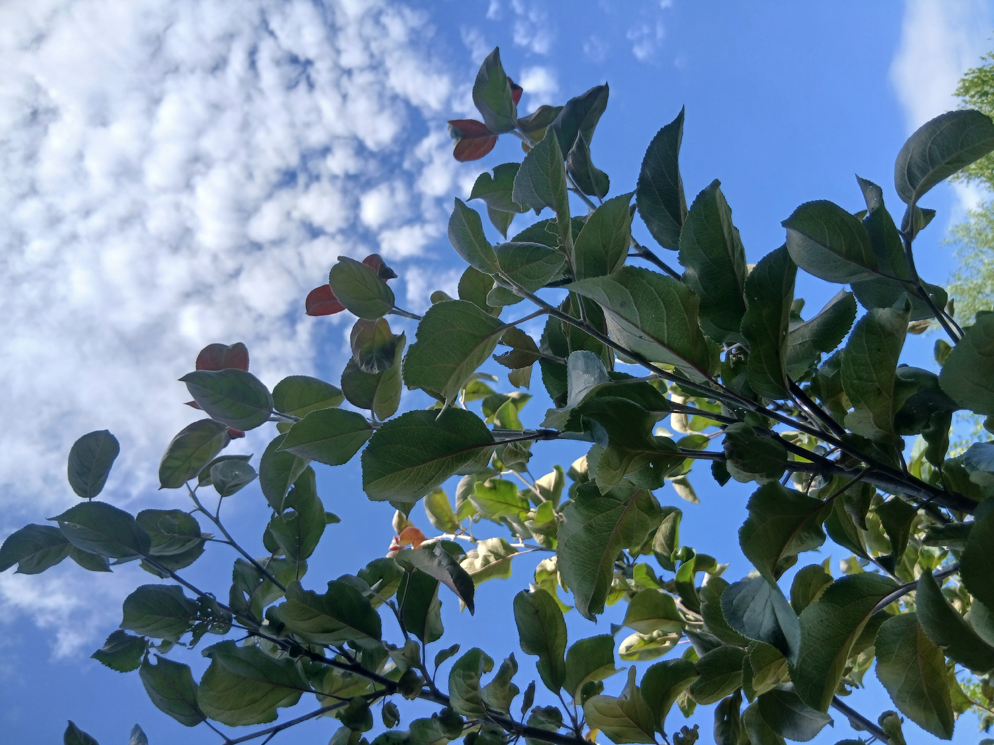 The image is a low-angle shot of a tree branch with green and reddish leaves against a blue sky with white clouds. The branches are dark and slender, with leaves of varying sizes and shapes. Some leaves are fully green, while others have reddish hues, particularly at the edges and tips. The sky is a vibrant blue, dotted with puffy white clouds that appear scattered and unevenly distributed. The overall scene suggests an outdoor setting, possibly during daytime with good weather. No specific location within a city is identifiable from the visual information provided.